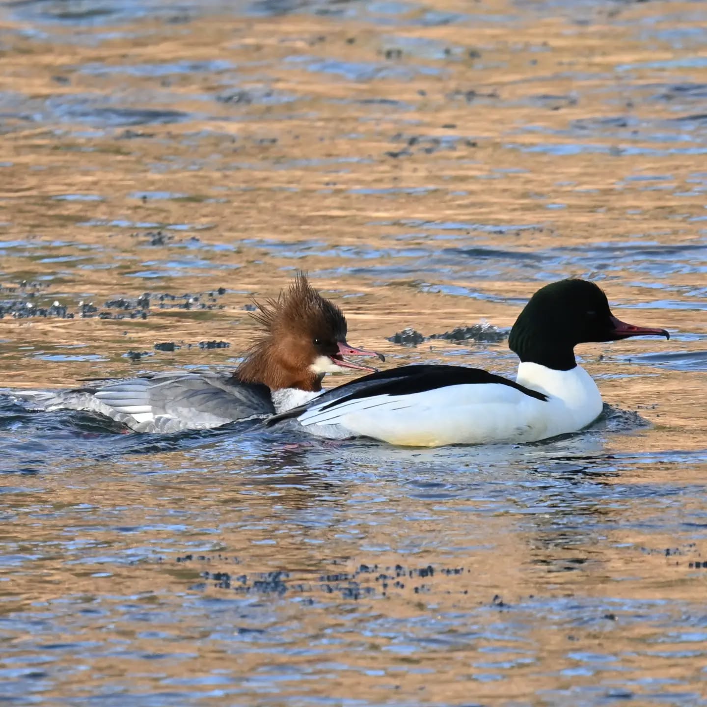 Nurogęsi na Popradzie | Goosanders on the Poprad River

#nurogęś #ptaki #mergusmerganser #goosander #birds