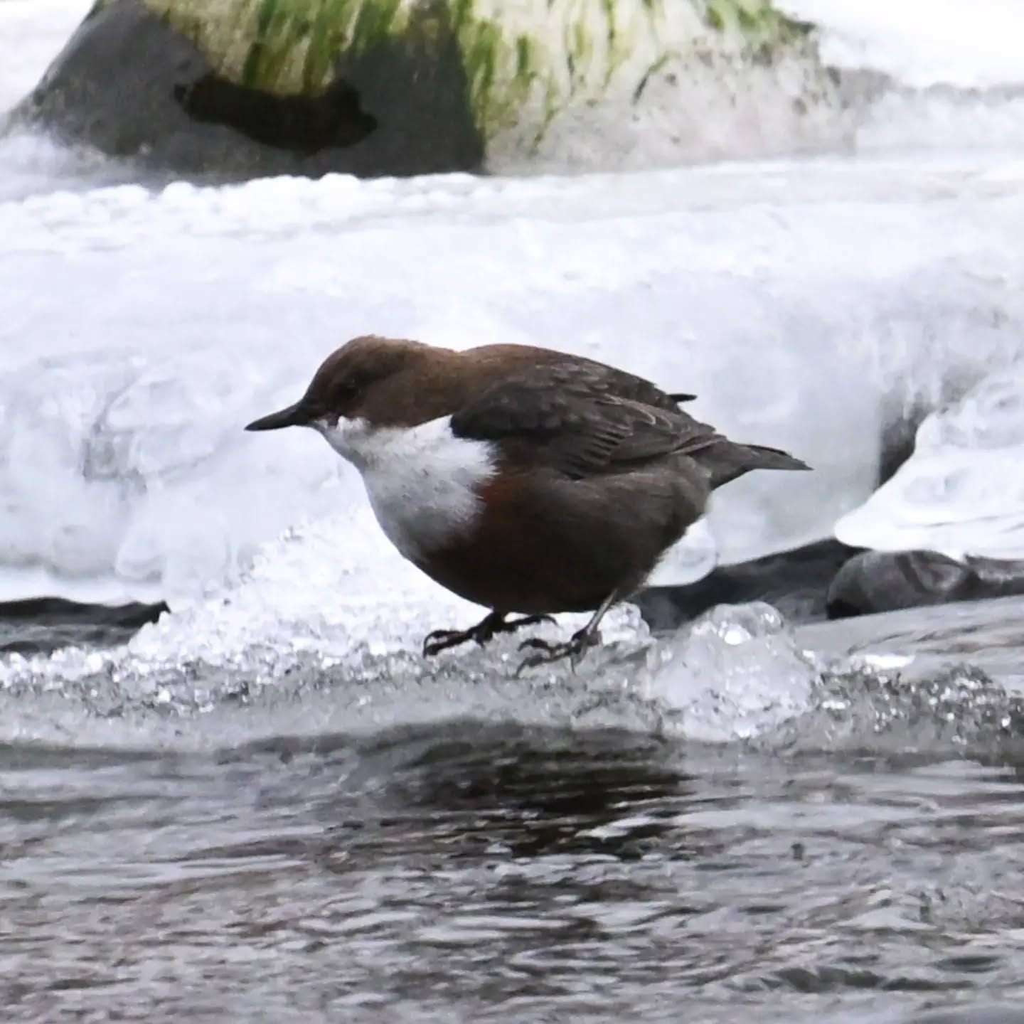 Dziś kolejne spotkanie z pluszczem, okazało się że nad Popradem w Piwnicznej jest ich co najmniej kilka. 

Zaoferował nam dziś rozrywkę - zgadywanie 
