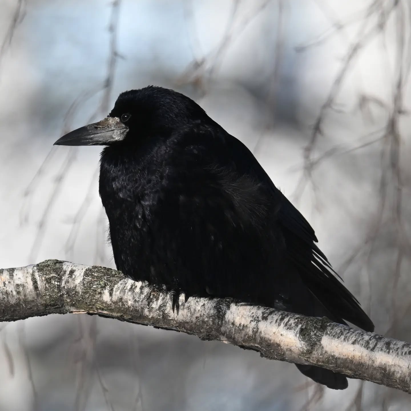 Gawron

#gawron #ptaki #corvusfrugilegus #rook #birds