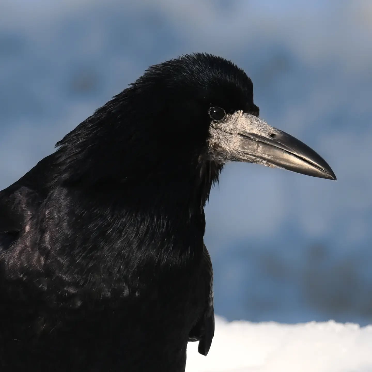 Gawron kukający jak zabrać wronie orzecha | A rook eyeing a crow's walnut, plotting how to snatch it

#gawron #ptaki #corvusfrugilegus #rook #birds