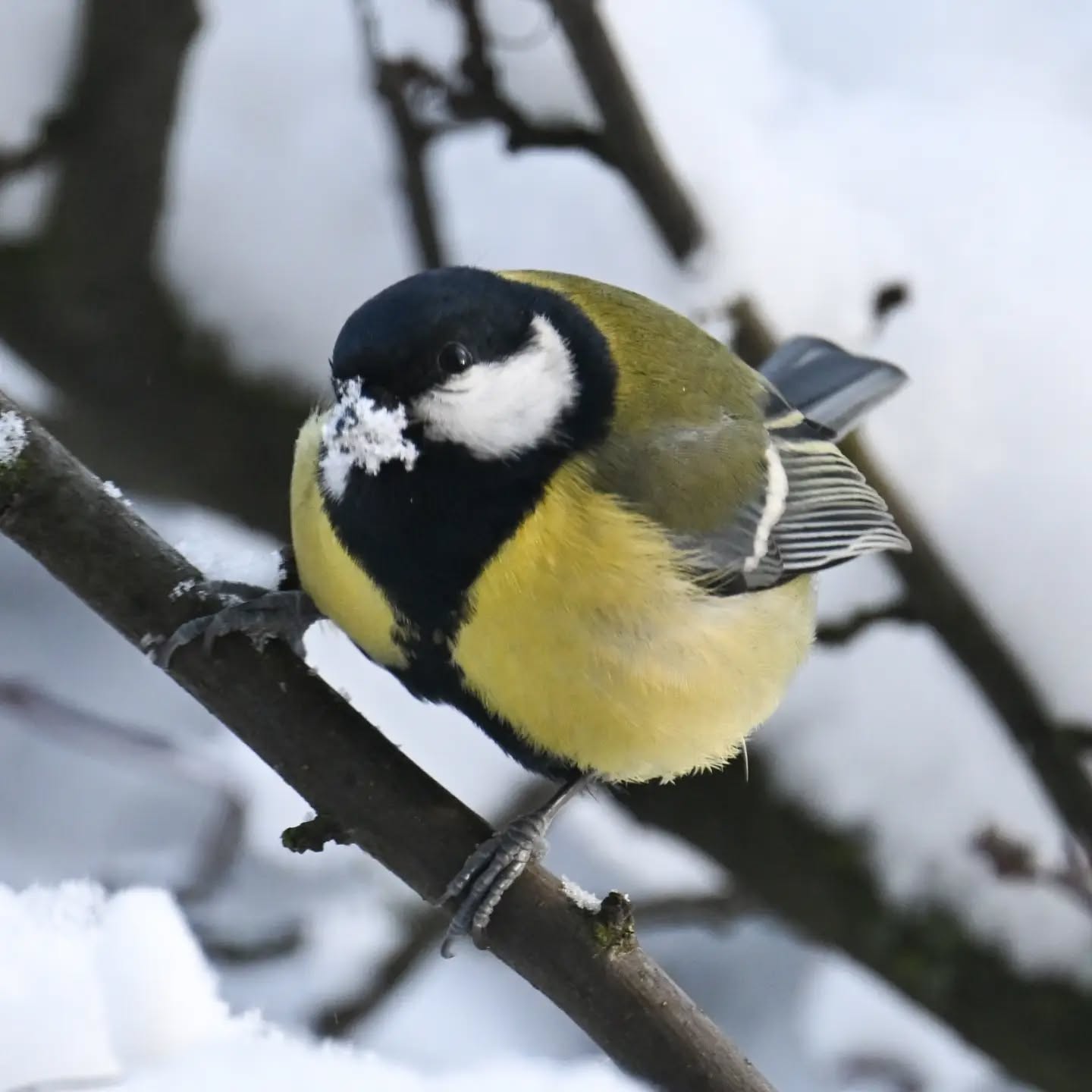 Bogatka z dziobem we śniegu | Great tit with its beak in the snow

#bogatka #sikorabogatka #parusmajor #greattit #birdsinsnow