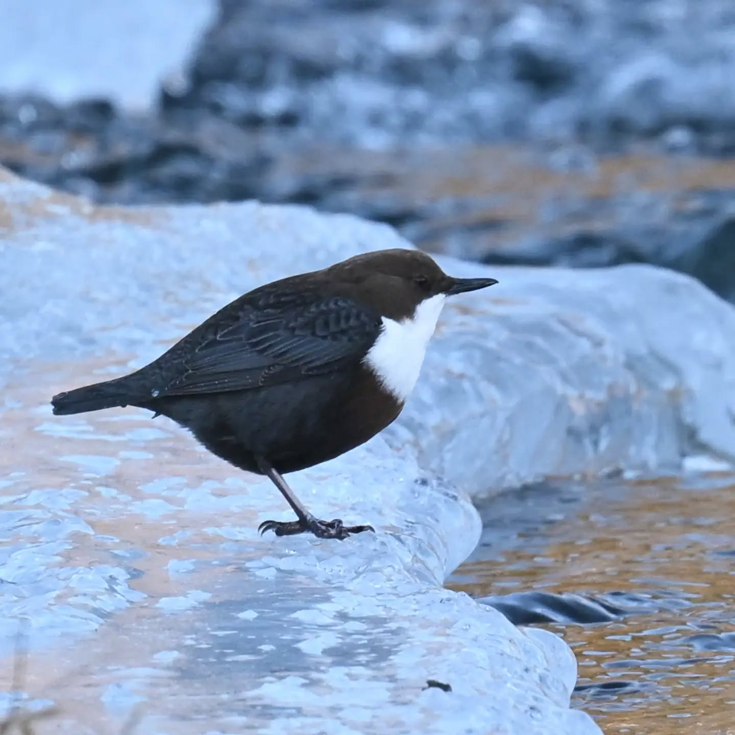 Dziś po raz pierwszy udało nam się spotkać pluszcza ☺️ 🎉 a szukamy go od kiedy tylko zaczęliśmy fotografować ptaki, więc ogromna radość ☺️

#pluszcz #ptaki #cincluscinclus #whitethroateddipper #birds
