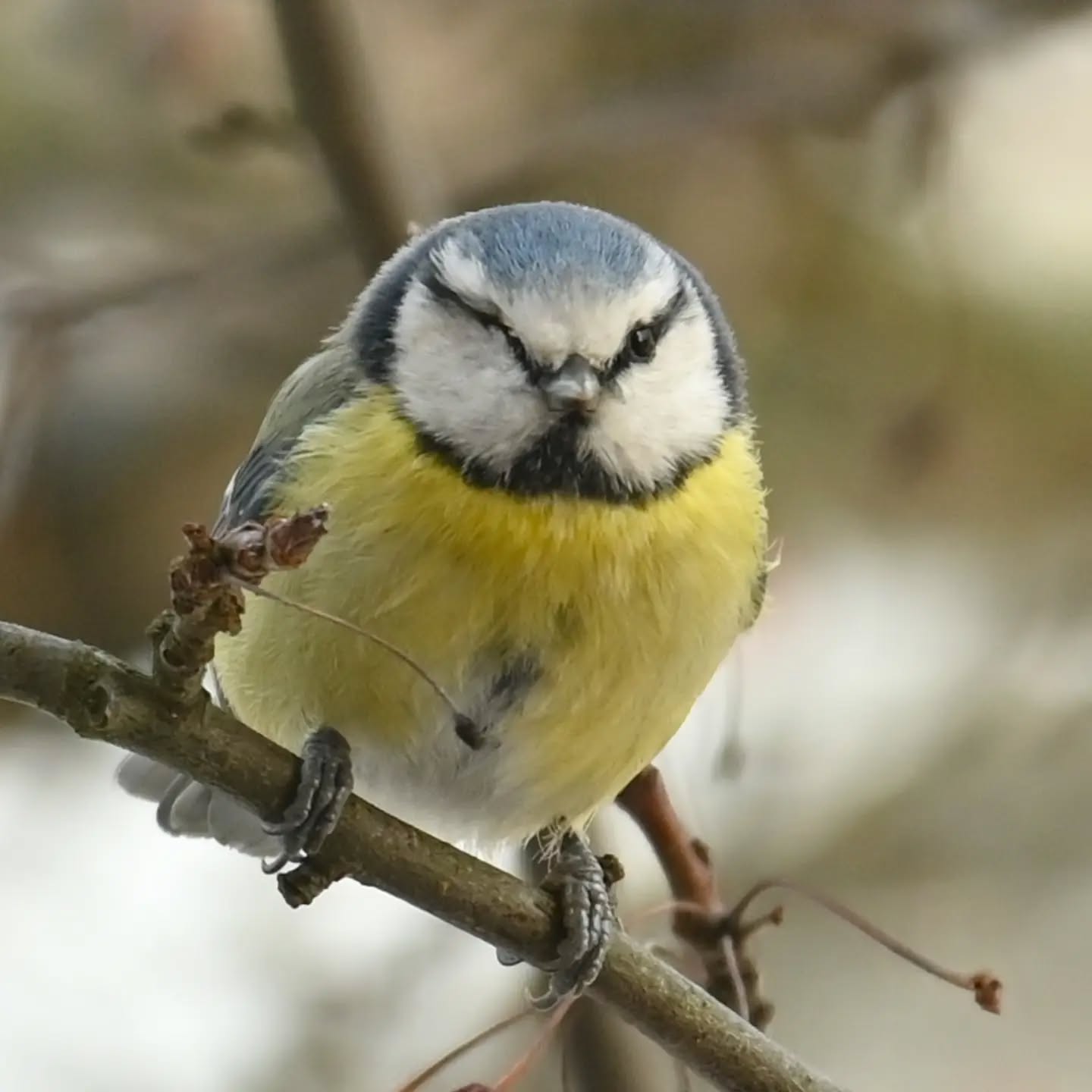 Nasz modraszkowy piracik cały czas przylatuje i jak widać ma się dobrze 😊 to chyba jedna z dwóch sikor modrych, które zostały na naszym podwórku, trzymamy za nie kciuki żeby przetrwały tę mroźną zimę, na pewno zawsze mogą liczyć na słonecznika 😊

#sikoramodraszka #modraszka #cyanistescaeruleus #bluetit #birds