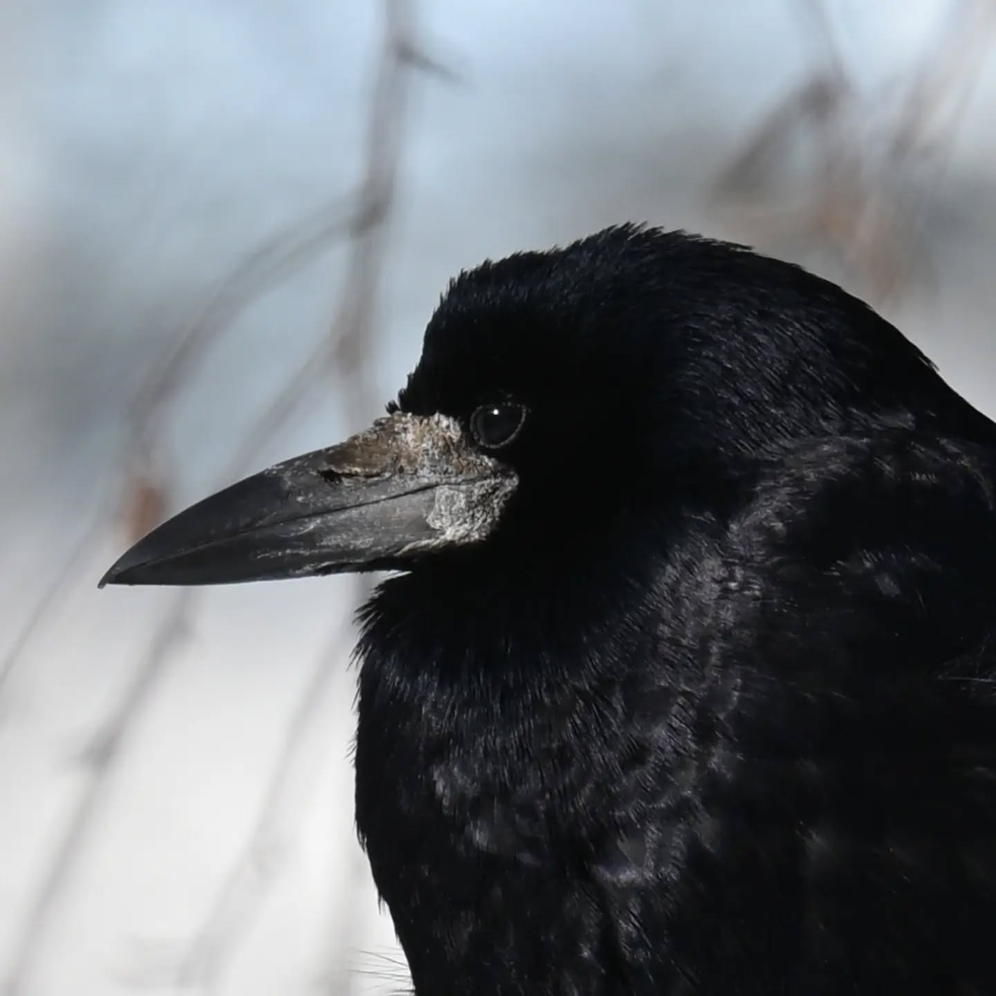 Gawron

#gawron #ptaki #corvusfrugilegus #rook #birds