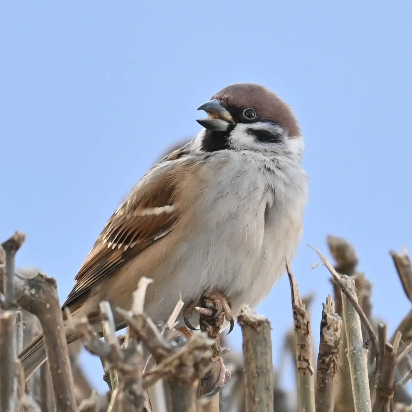Osiedlowy Mazurek

#mazurek #ptaki #passermontanus #treesparrow #birds
