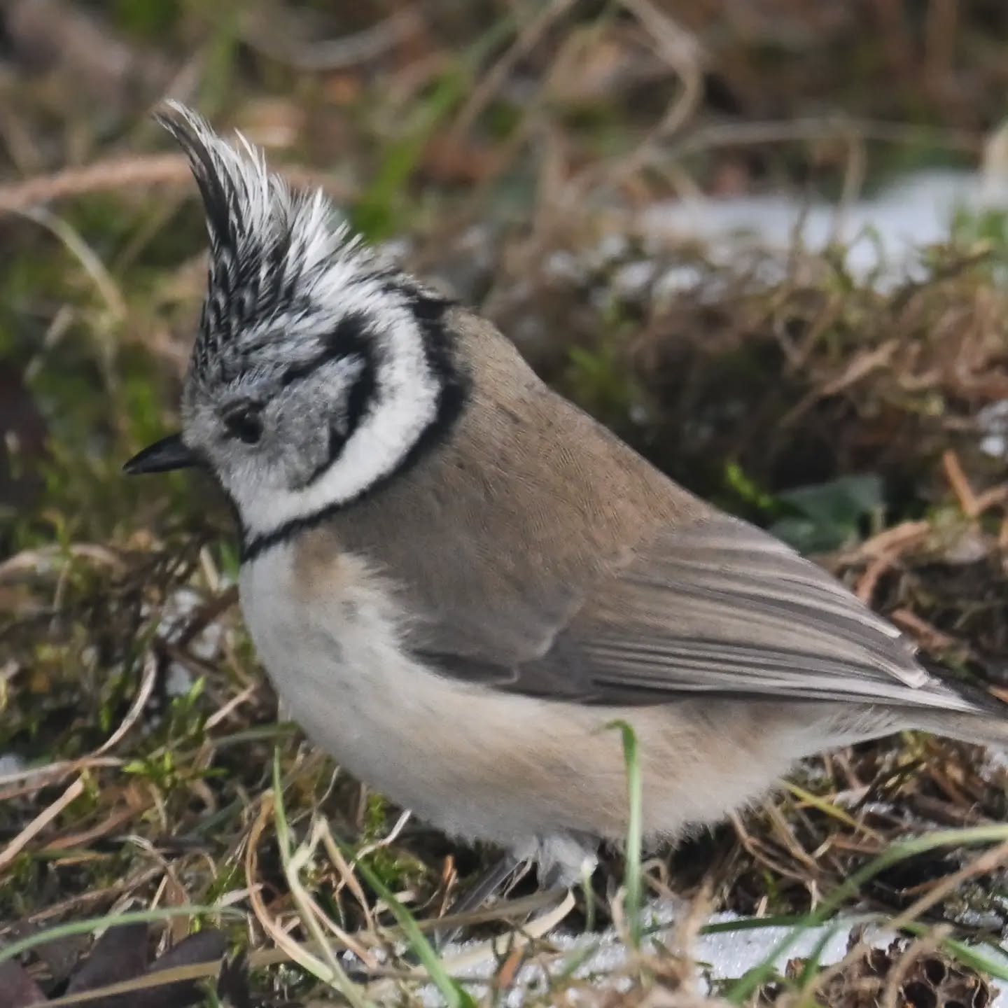 Sikorka czubatka z górskiej polany | Crested tit from a mountain meadow

#sikorkaczubatka #ptaki #lophophanescristatus #crestedtit #birds