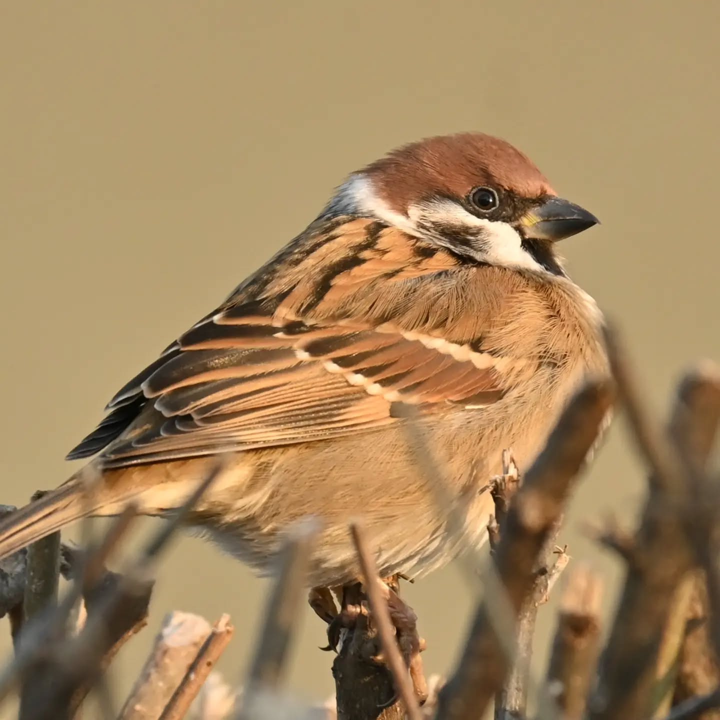 Portret mazurka

#mazurek #ptaki #passermontanus #treesparrow #birds