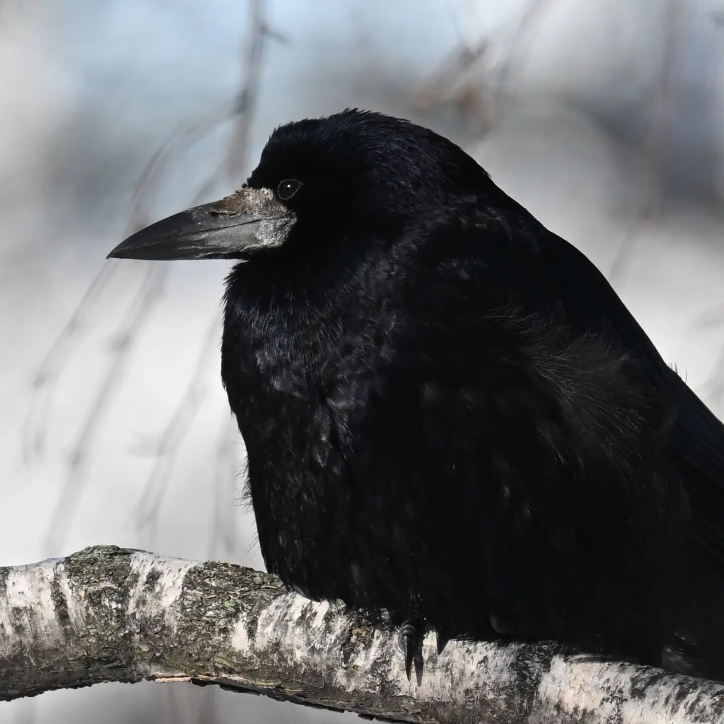 Gawron

#gawron #ptaki #corvusfrugilegus #rook #birds