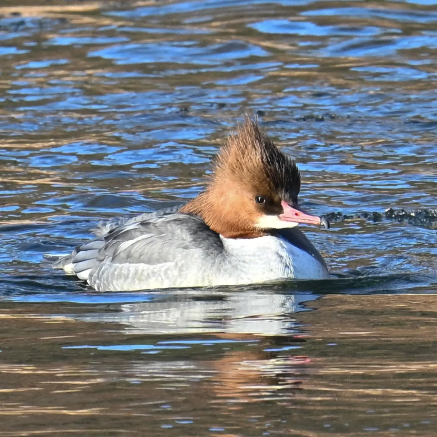 Nurogęsi na Popradzie | Goosanders on the Poprad River

#nurogęś #ptaki #mergusmerganser #goosander #birds