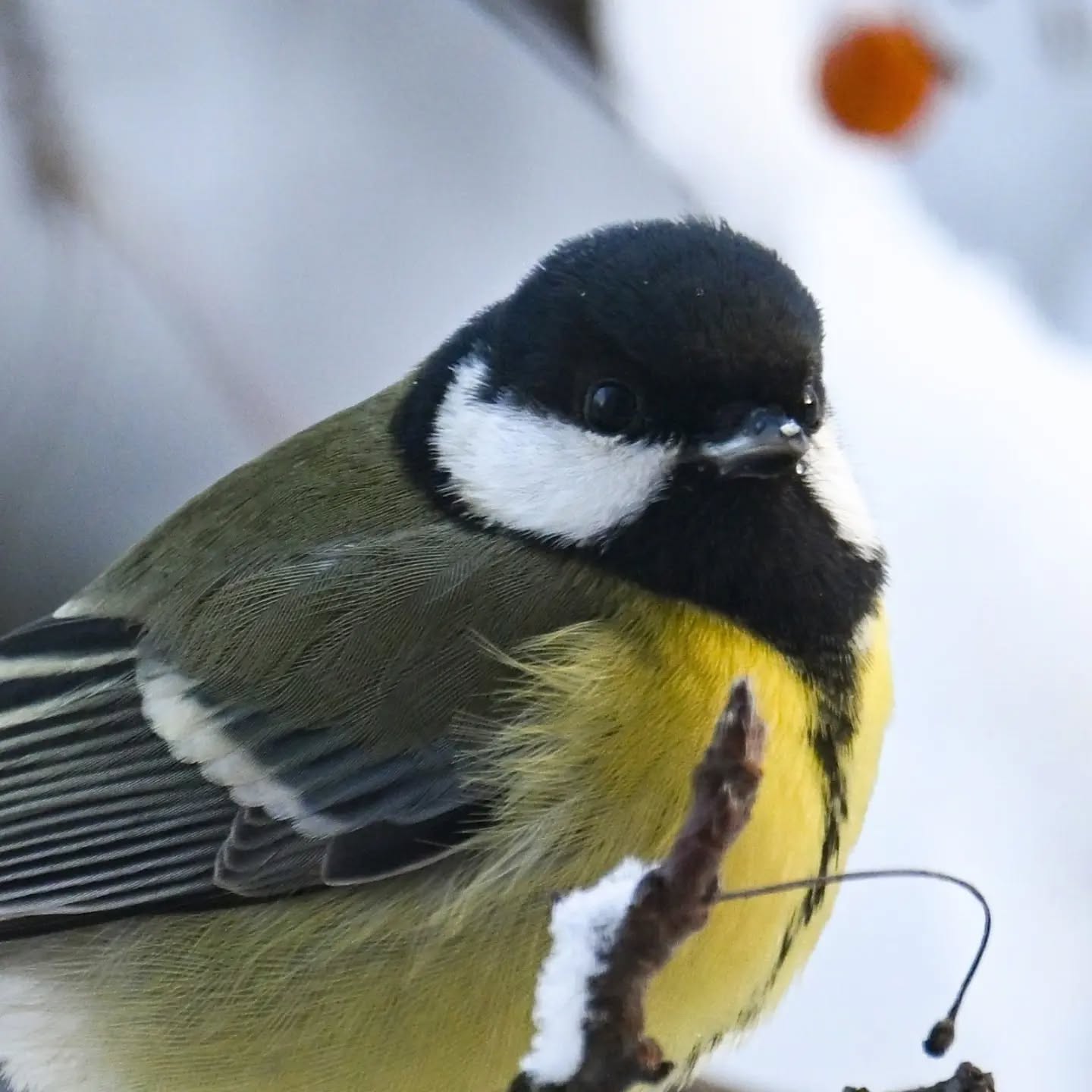 Zimowe portrety sikorki | Winter portraits of a great tit

#bogatka #ptaki #parusmajor #greattit #birds