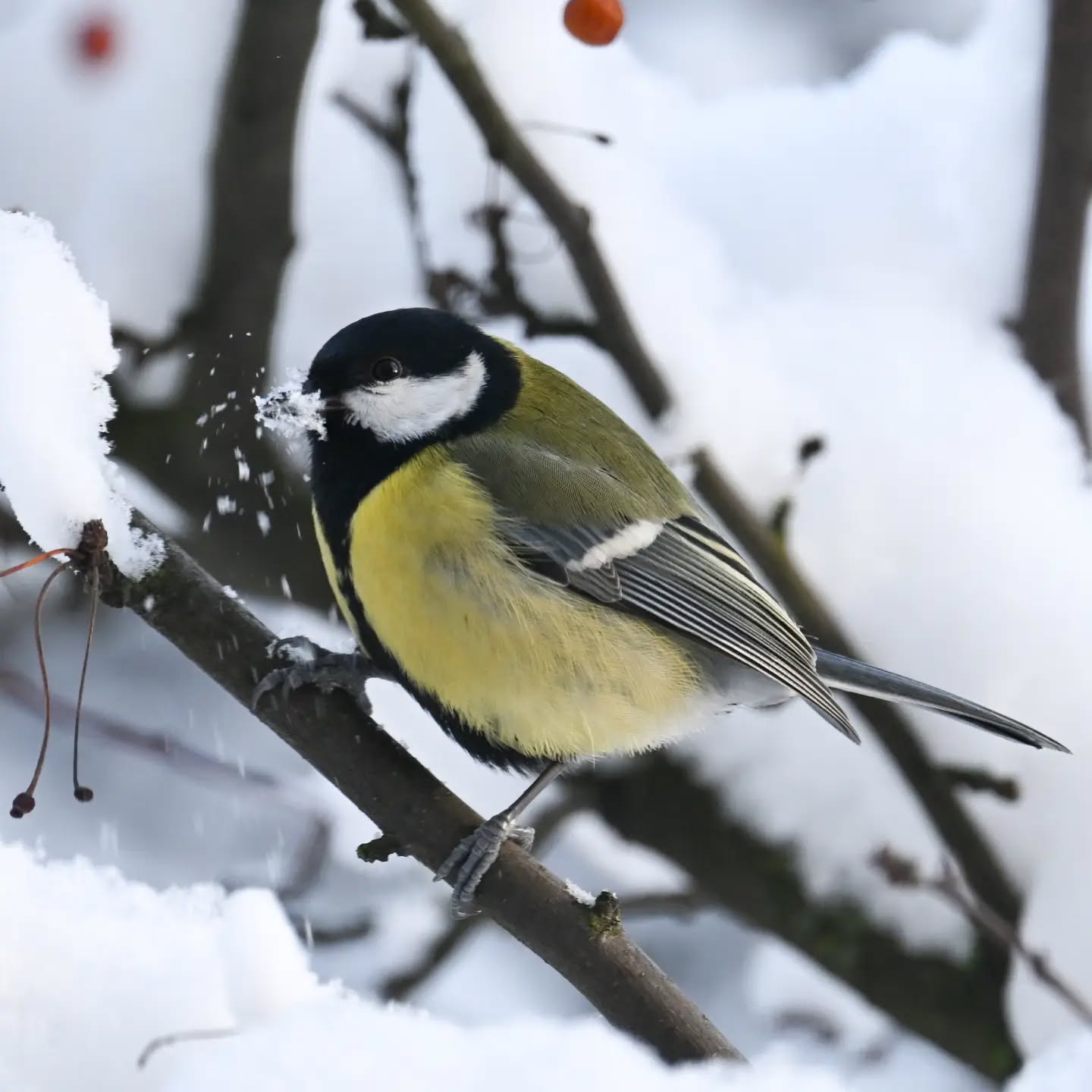 Bogatka z dziobem we śniegu | Great tit with its beak in the snow

#bogatka #sikorabogatka #parusmajor #greattit #birdsinsnow