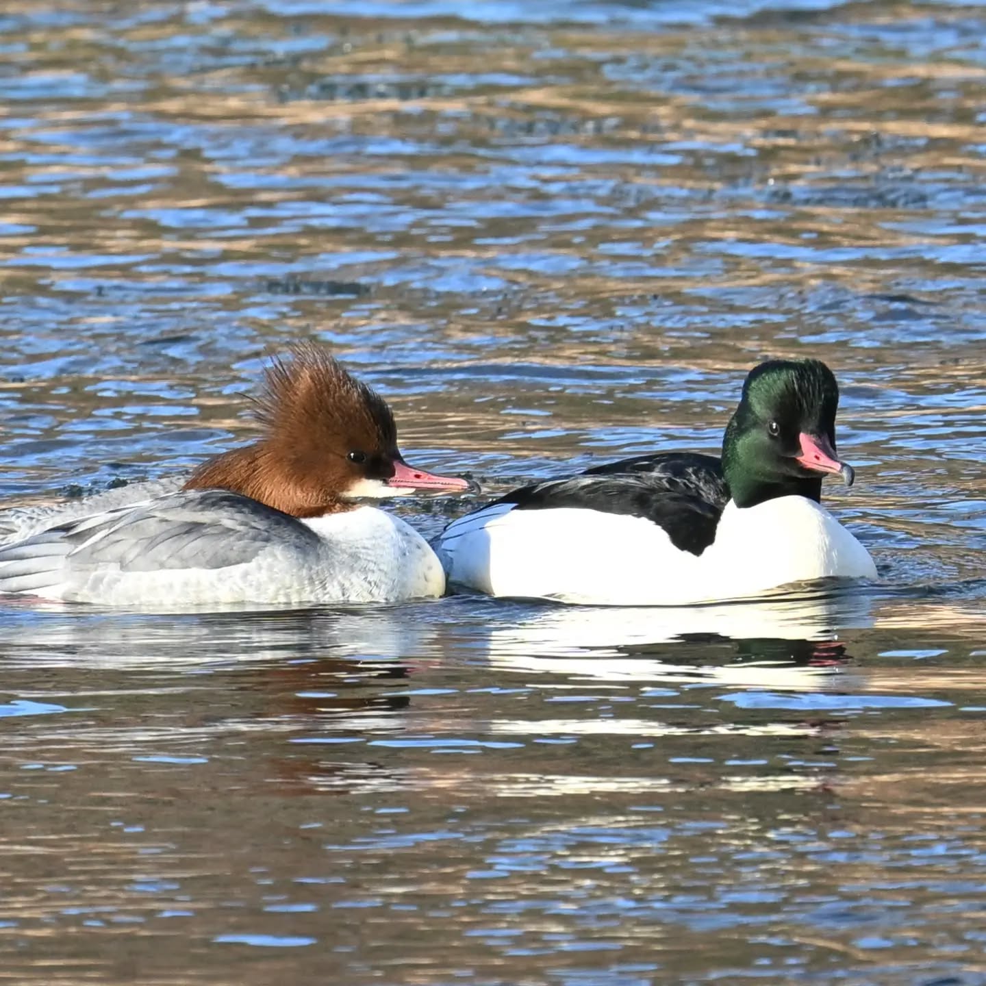 Nurogęsi na Popradzie | Goosanders on the Poprad River

#nurogęś #ptaki #mergusmerganser #goosander #birds