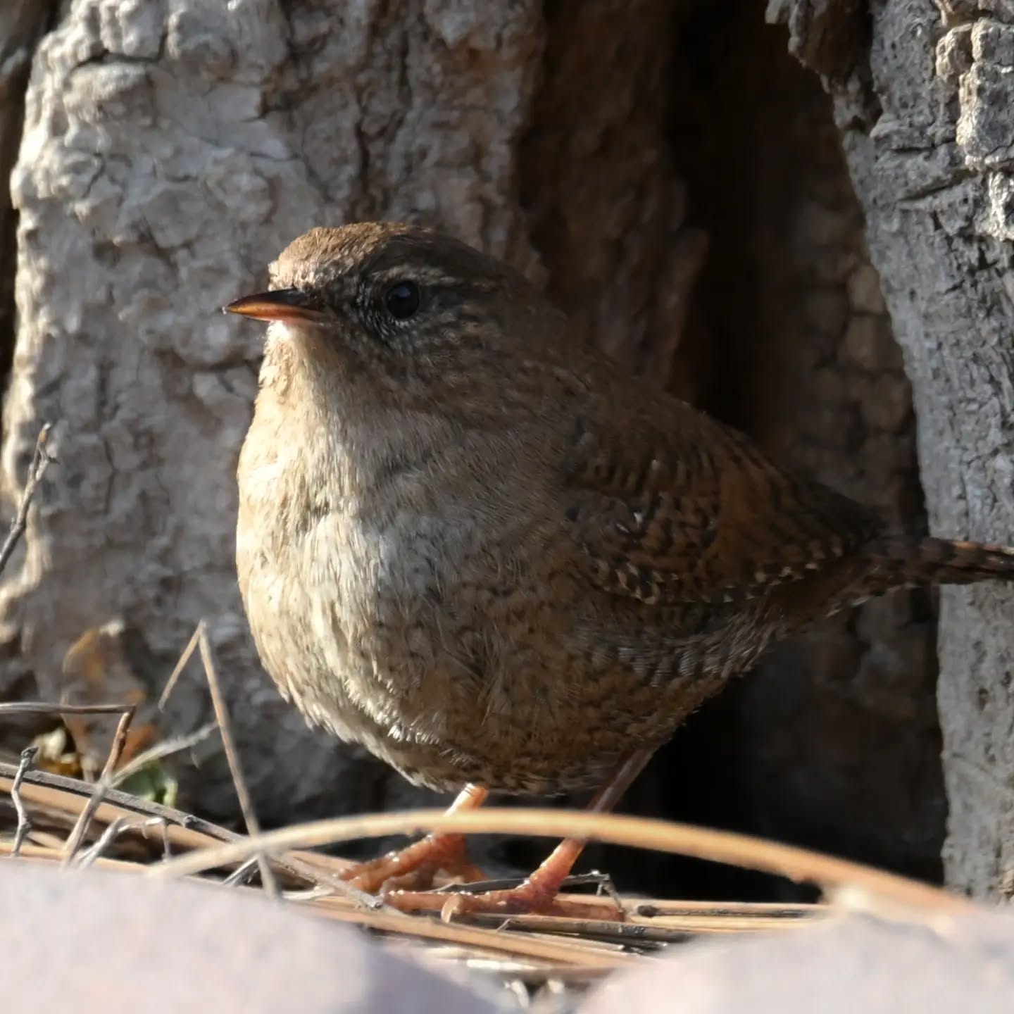 Polowanie strzyżyka | Eurasian wtem hunting

#strzyżyk #ptaki #nannustroglodytes #wren #birds