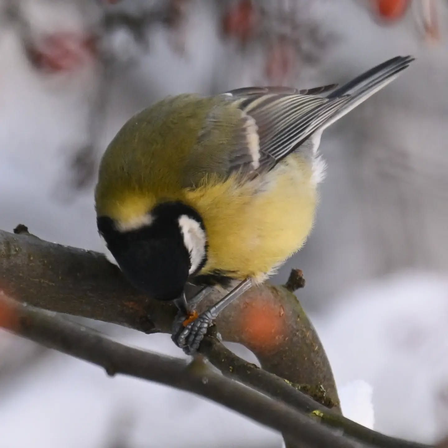 Owoce jabłoni jagodowej cieszą się w tym roku ogromną popularnością na naszym podwórku. Podjadają je sikorki (mimo że mają zawsze pełny karmnik słonecznika i orzechów), wrony, kos. Kiedy ostatnio przeleciały kwiczoły już niewiele do nich zostało, kosowi który przesiaduje pod blokiem wystawiliśmy jabłko, gdyby zabrakło mu owocków 

#bogatka #sikorabogatka #parusmajor #greattit #birds