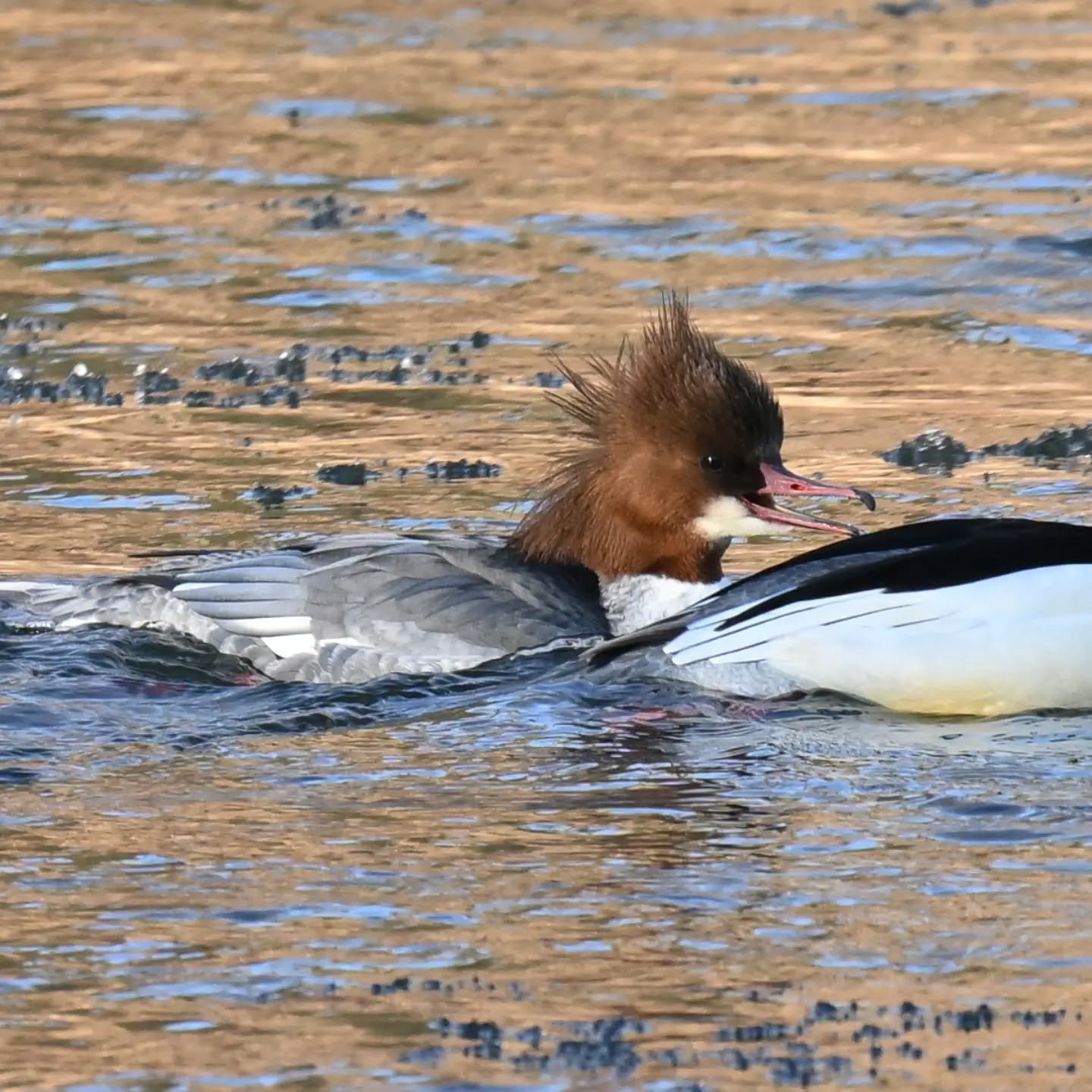 Nurogęsi na Popradzie | Goosanders on the Poprad River

#nurogęś #ptaki #mergusmerganser #goosander #birds