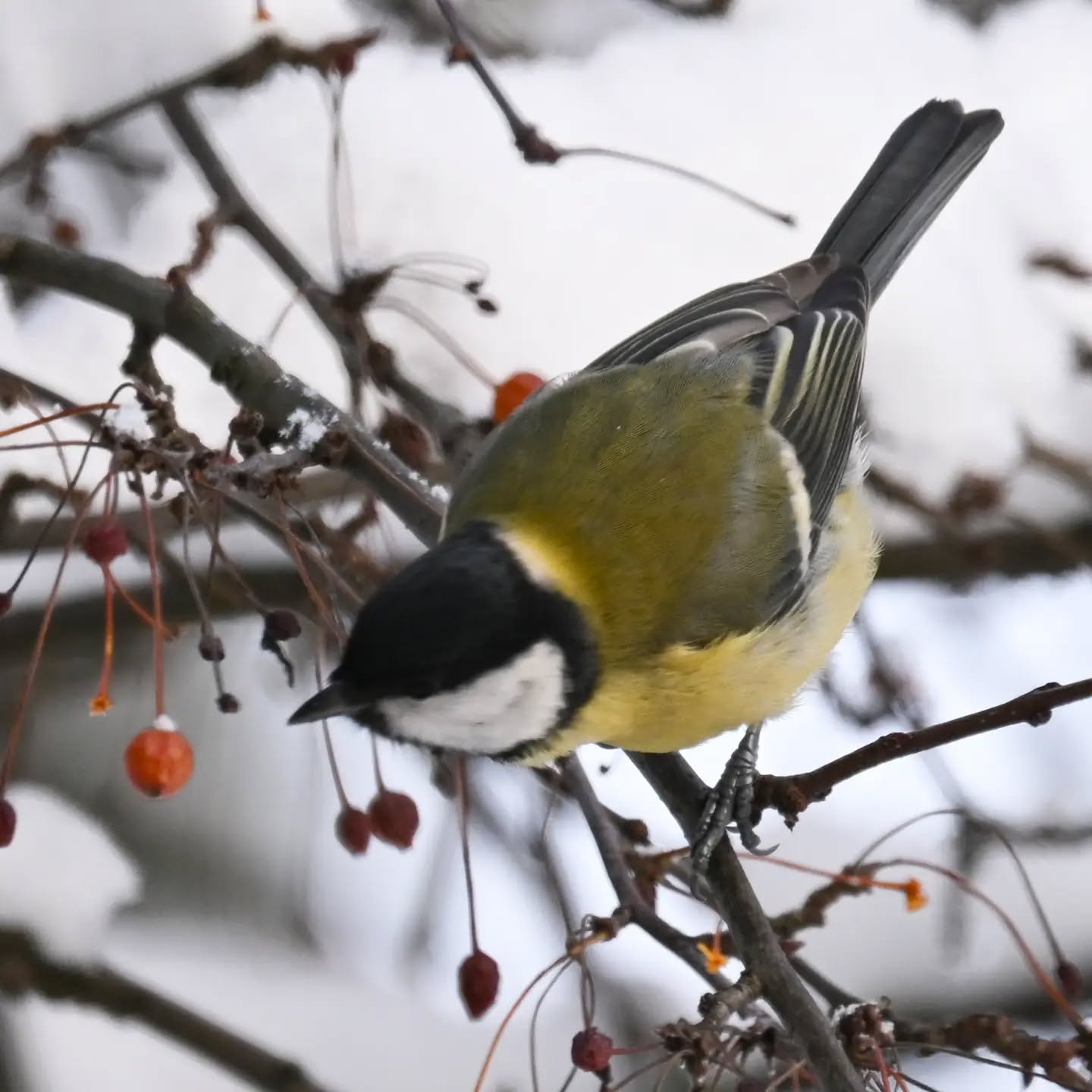 Owoce jabłoni jagodowej cieszą się w tym roku ogromną popularnością na naszym podwórku. Podjadają je sikorki (mimo że mają zawsze pełny karmnik słonecznika i orzechów), wrony, kos. Kiedy ostatnio przeleciały kwiczoły już niewiele do nich zostało, kosowi który przesiaduje pod blokiem wystawiliśmy jabłko, gdyby zabrakło mu owocków 

#bogatka #sikorabogatka #parusmajor #greattit #birds