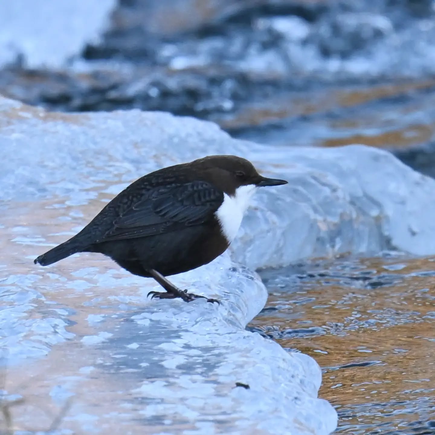 Dziś po raz pierwszy udało nam się spotkać pluszcza ☺️ 🎉 a szukamy go od kiedy tylko zaczęliśmy fotografować ptaki, więc ogromna radość ☺️

#pluszcz #ptaki #cincluscinclus #whitethroateddipper #birds