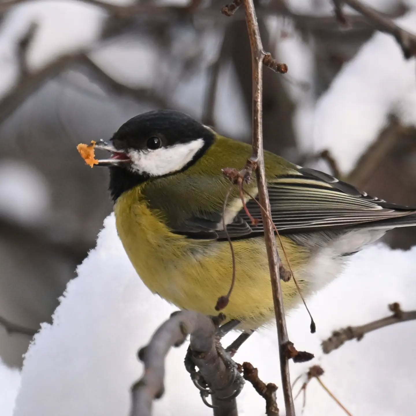 Owoce jabłoni jagodowej cieszą się w tym roku ogromną popularnością na naszym podwórku. Podjadają je sikorki (mimo że mają zawsze pełny karmnik słonecznika i orzechów), wrony, kos. Kiedy ostatnio przeleciały kwiczoły już niewiele do nich zostało, kosowi który przesiaduje pod blokiem wystawiliśmy jabłko, gdyby zabrakło mu owocków 

#bogatka #sikorabogatka #parusmajor #greattit #birds