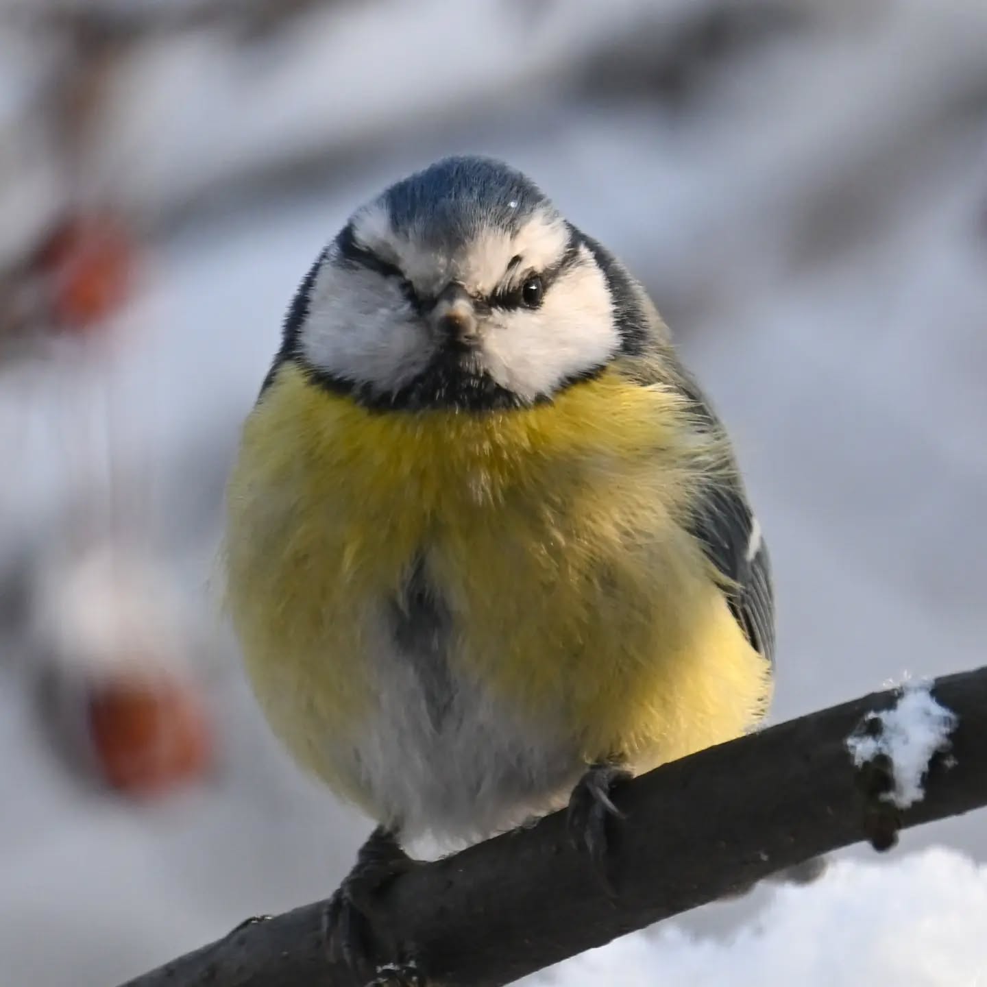 Mieszka u nas pod blokiem modraszka z uszkodzonym jednym oczkiem, w zasadzie chyba w ogóle go nie ma. Przylatuje regularnie co jakiś czas, wygląda na to że całkiem dobrze sobie radzi. Często przesiaduje w niskich krzaczkach z wróbelkami i tam podjada zawieszone dla nich kuleczki.

There’s a blue tit living near our apartment block that has a damaged eye – actually, I think it’s missing entirely. It visits regularly and seems to be doing quite well. It often hangs out in the low bushes with the sparrows, snacking on the suet balls we put out for them.

#modraszka #ptaki #cyanistescaeruleus #bluetit #birds