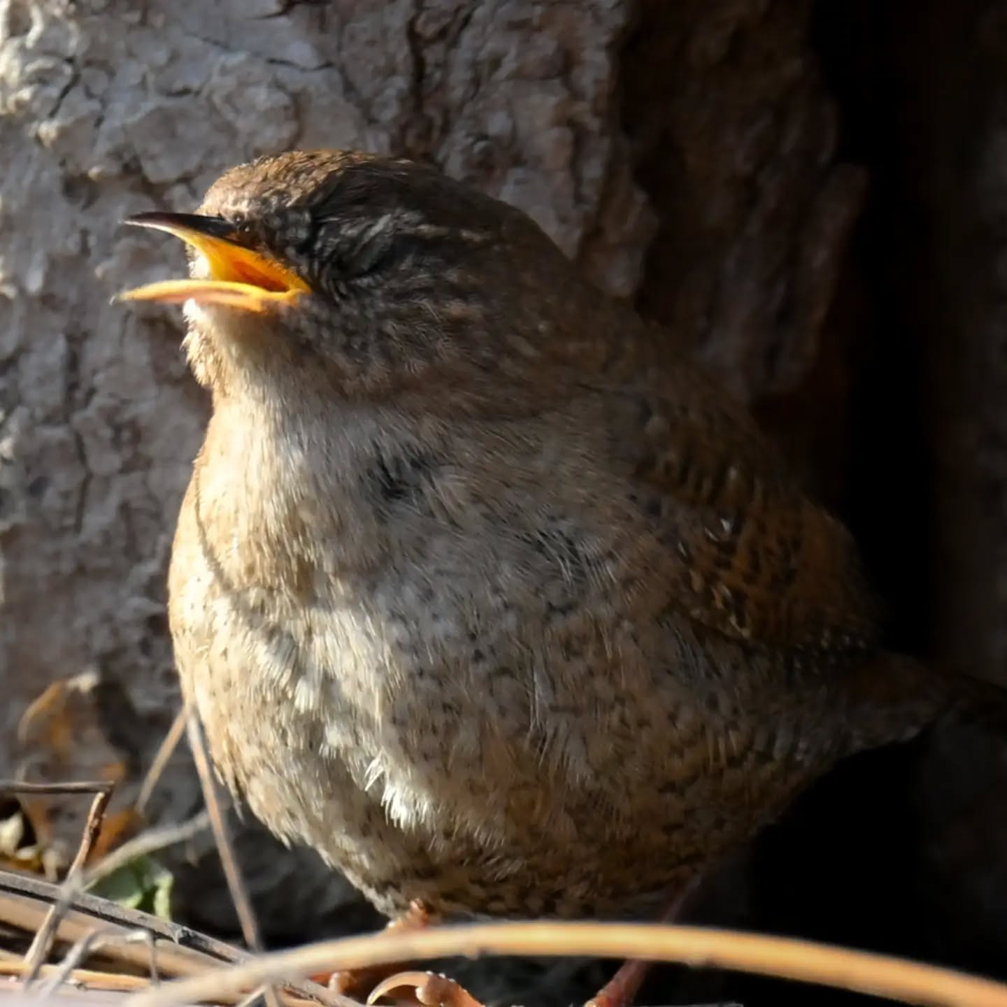Polowanie strzyżyka | Eurasian wtem hunting

#strzyżyk #ptaki #nannustroglodytes #wren #birds