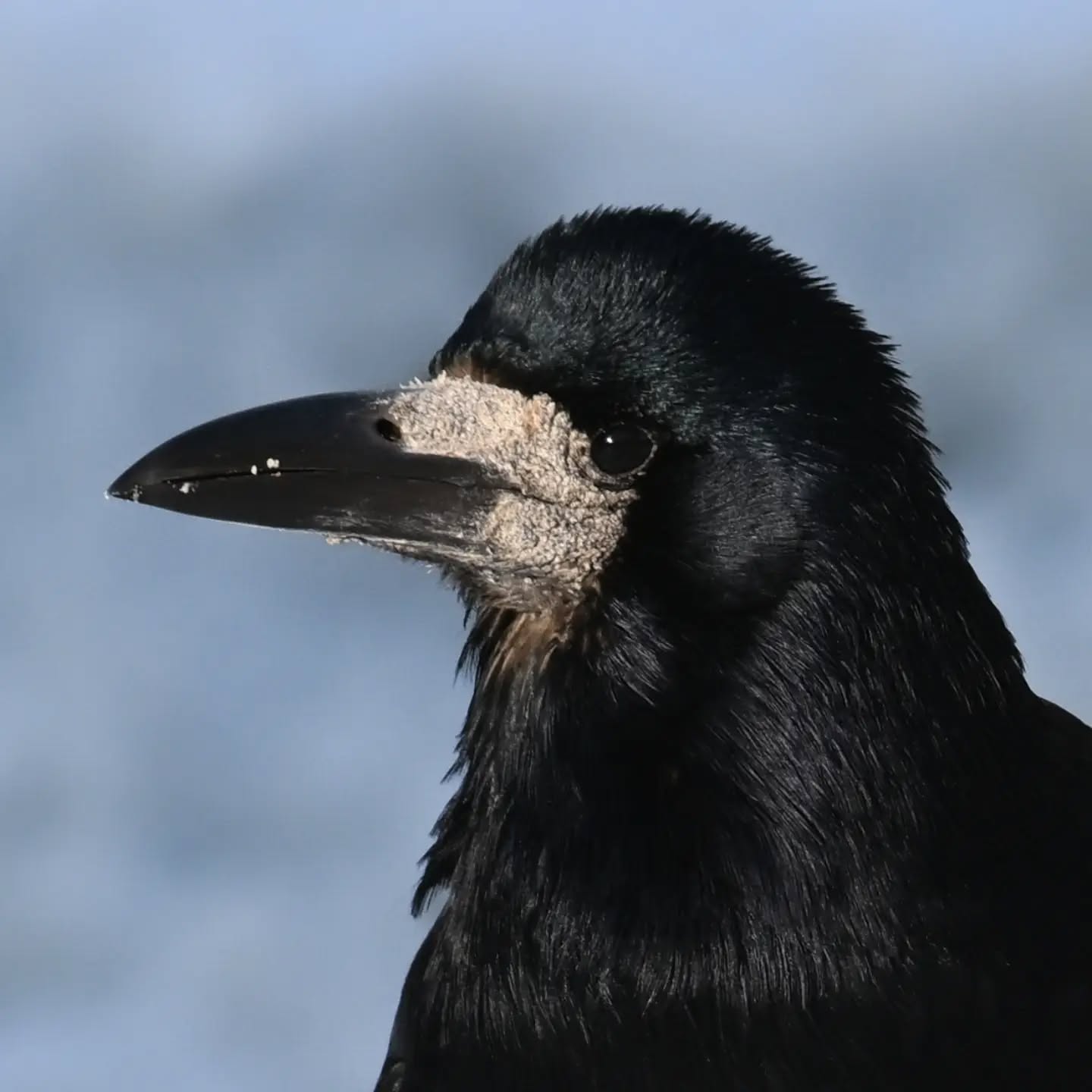 Gawron kukający jak zabrać wronie orzecha | A rook eyeing a crow's walnut, plotting how to snatch it

#gawron #ptaki #corvusfrugilegus #rook #birds