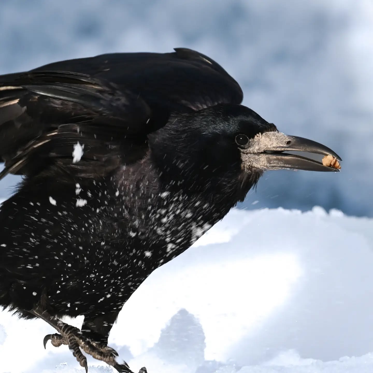 Orzech w dziobie, trzeba uciekać zanim ktoś odbierze! | A nut in the beak, I have to fly away before someone takes it

#gawron #ptakizimą #corvusfrugilegus #rook #birdsinsnow