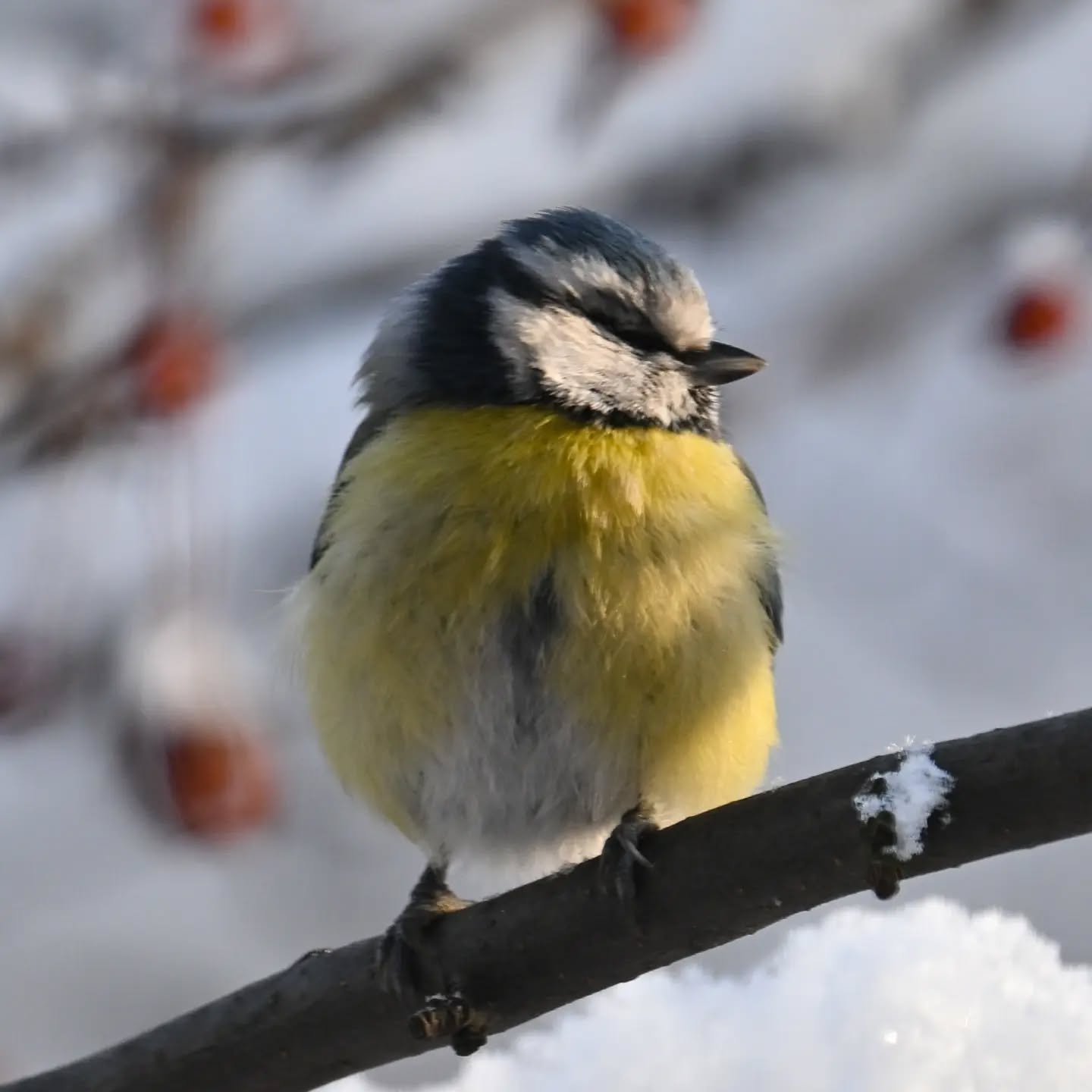 Mieszka u nas pod blokiem modraszka z uszkodzonym jednym oczkiem, w zasadzie chyba w ogóle go nie ma. Przylatuje regularnie co jakiś czas, wygląda na to że całkiem dobrze sobie radzi. Często przesiaduje w niskich krzaczkach z wróbelkami i tam podjada zawieszone dla nich kuleczki.

There’s a blue tit living near our apartment block that has a damaged eye – actually, I think it’s missing entirely. It visits regularly and seems to be doing quite well. It often hangs out in the low bushes with the sparrows, snacking on the suet balls we put out for them.

#modraszka #ptaki #cyanistescaeruleus #bluetit #birds