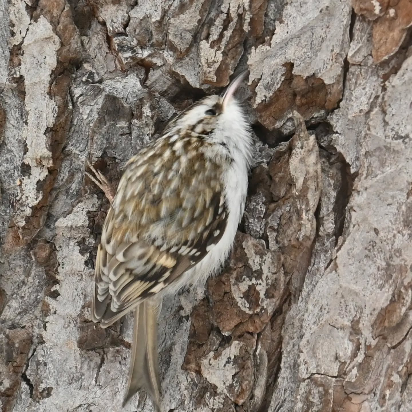 Idealny kamuflaż pełzacza

#pełzaczogrodowy #ptaki #certhiabrachydactyla #shorttoedtreecreeper #birds
