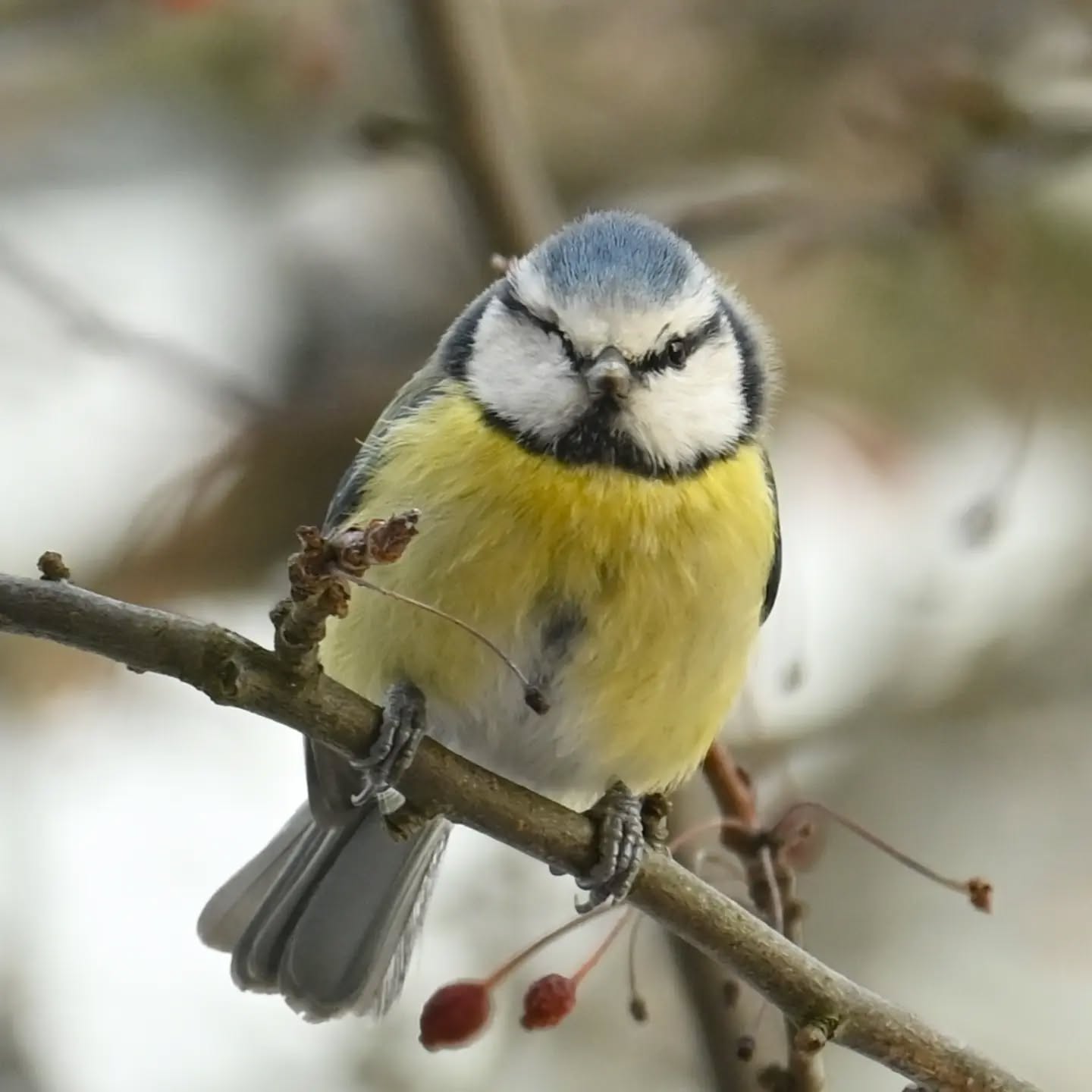 Nasz modraszkowy piracik cały czas przylatuje i jak widać ma się dobrze 😊 to chyba jedna z dwóch sikor modrych, które zostały na naszym podwórku, trzymamy za nie kciuki żeby przetrwały tę mroźną zimę, na pewno zawsze mogą liczyć na słonecznika 😊

#sikoramodraszka #modraszka #cyanistescaeruleus #bluetit #birds