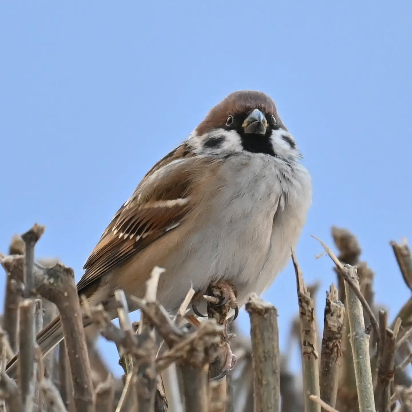 Osiedlowy Mazurek

#mazurek #ptaki #passermontanus #treesparrow #birds