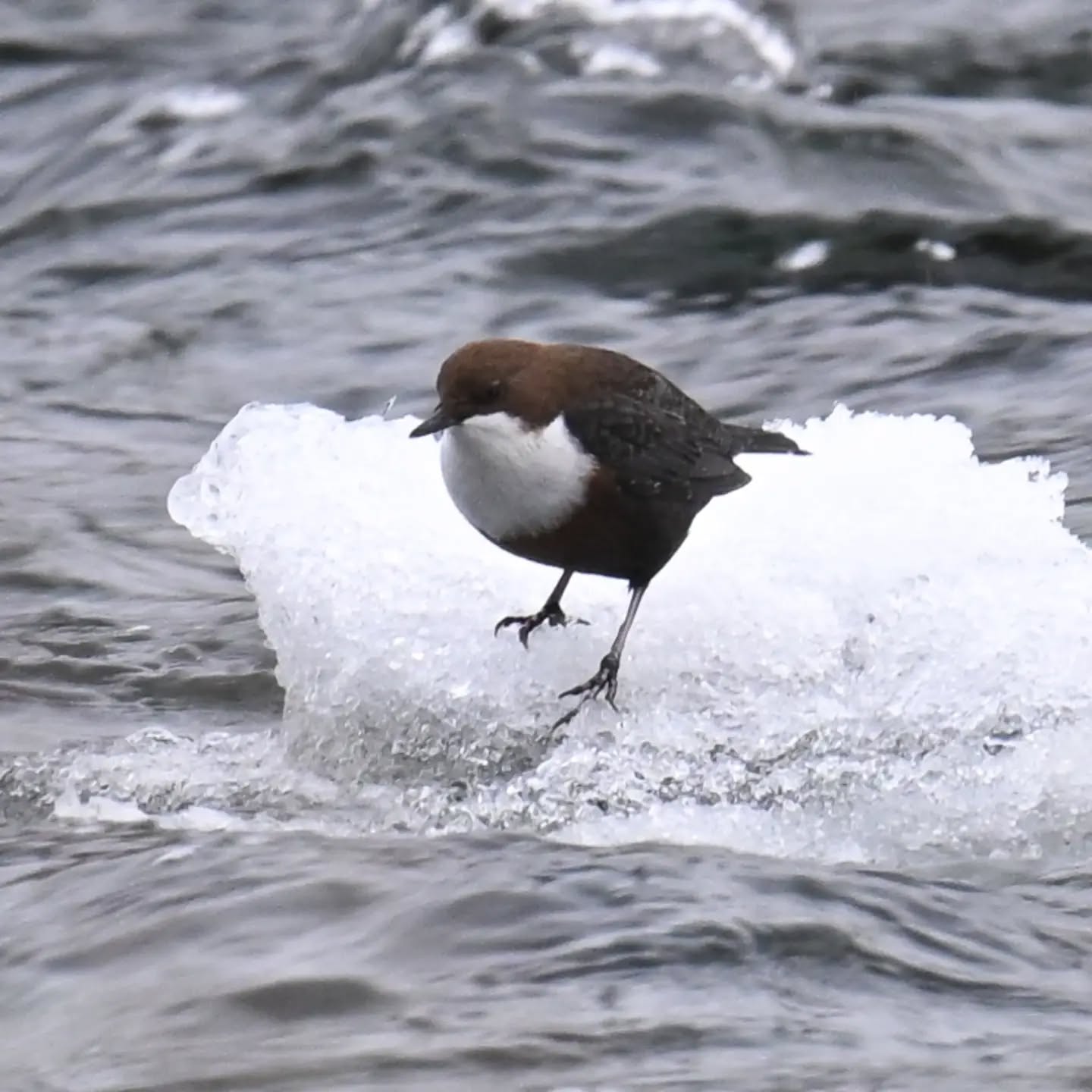Dziś kolejne spotkanie z pluszczem, okazało się że nad Popradem w Piwnicznej jest ich co najmniej kilka. 

Zaoferował nam dziś rozrywkę - zgadywanie 