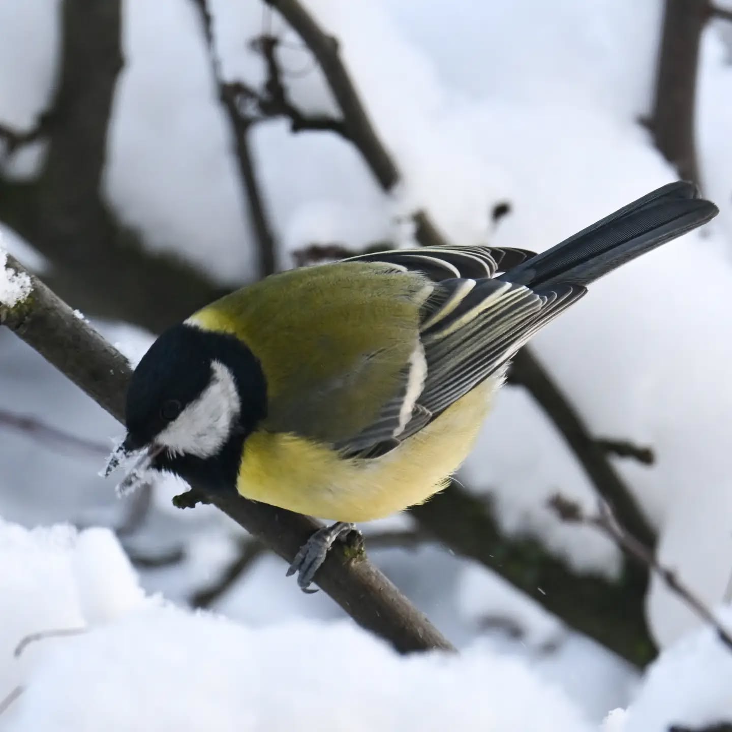 Bogatka z dziobem we śniegu | Great tit with its beak in the snow

#bogatka #sikorabogatka #parusmajor #greattit #birdsinsnow