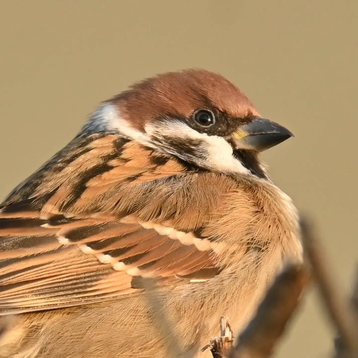 Portret mazurka

#mazurek #ptaki #passermontanus #treesparrow #birds