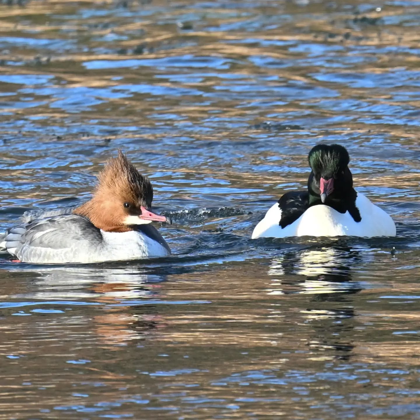 Nurogęsi na Popradzie | Goosanders on the Poprad River

#nurogęś #ptaki #mergusmerganser #goosander #birds