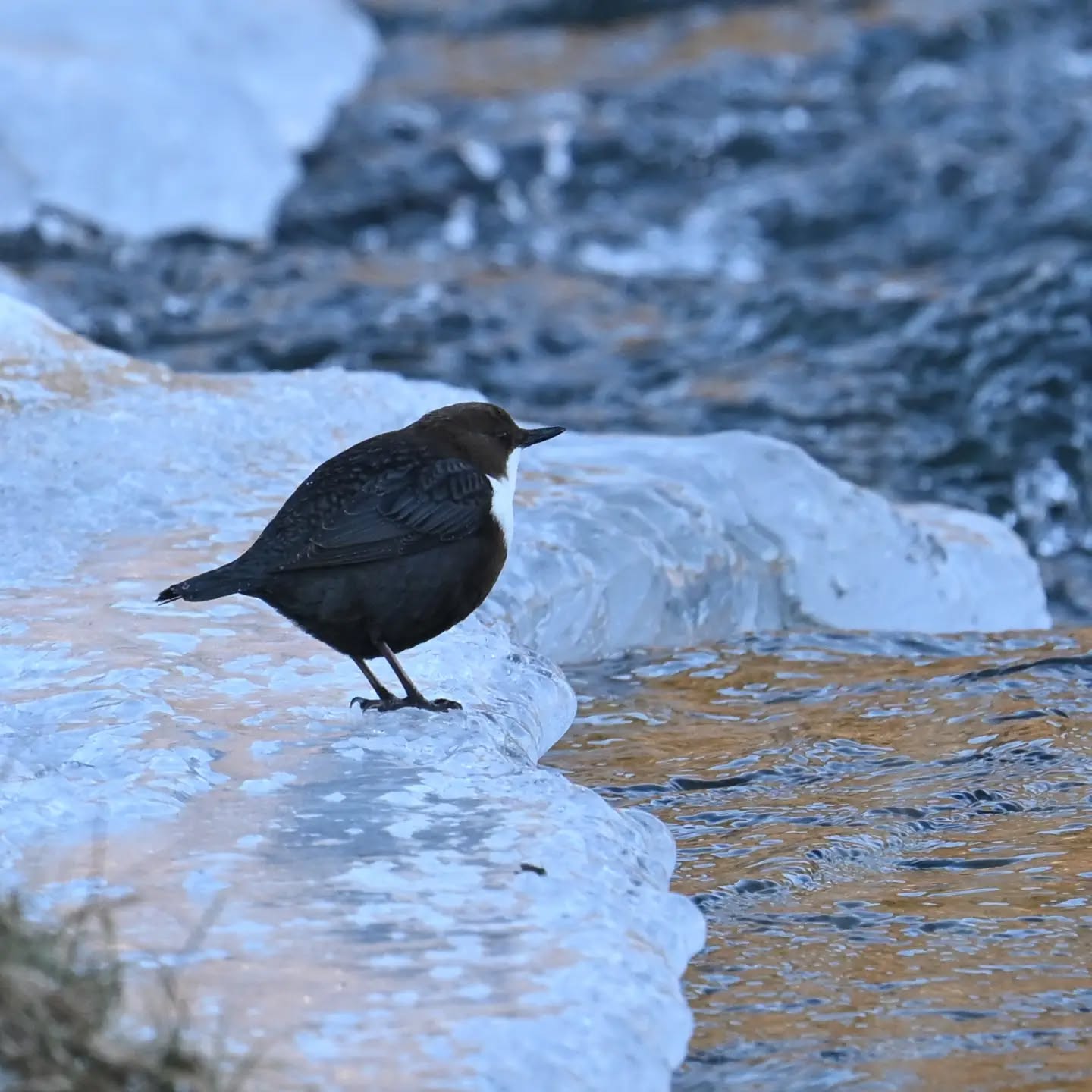 Dziś po raz pierwszy udało nam się spotkać pluszcza ☺️ 🎉 a szukamy go od kiedy tylko zaczęliśmy fotografować ptaki, więc ogromna radość ☺️

#pluszcz #ptaki #cincluscinclus #whitethroateddipper #birds