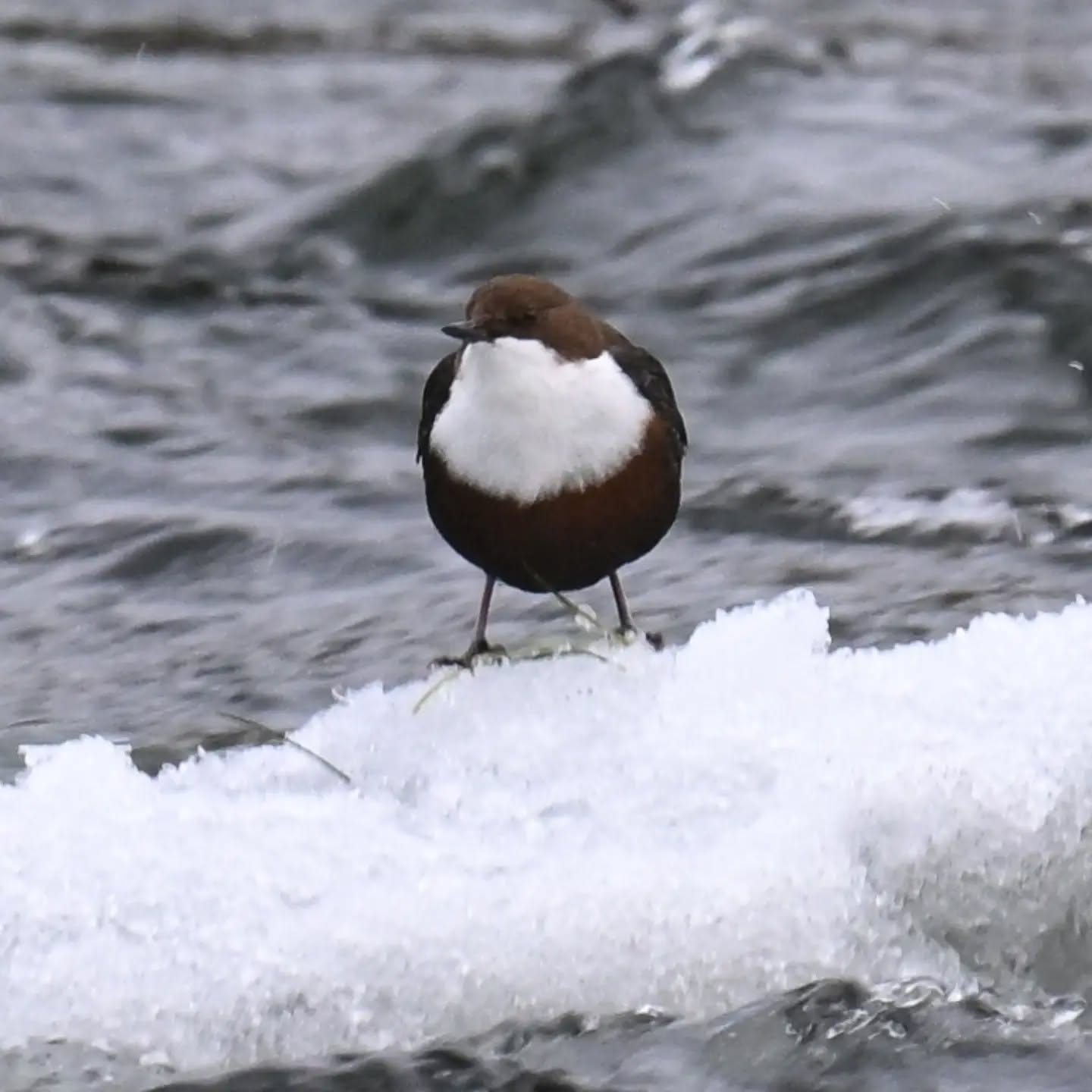 Dziś kolejne spotkanie z pluszczem, okazało się że nad Popradem w Piwnicznej jest ich co najmniej kilka. 

Zaoferował nam dziś rozrywkę - zgadywanie 