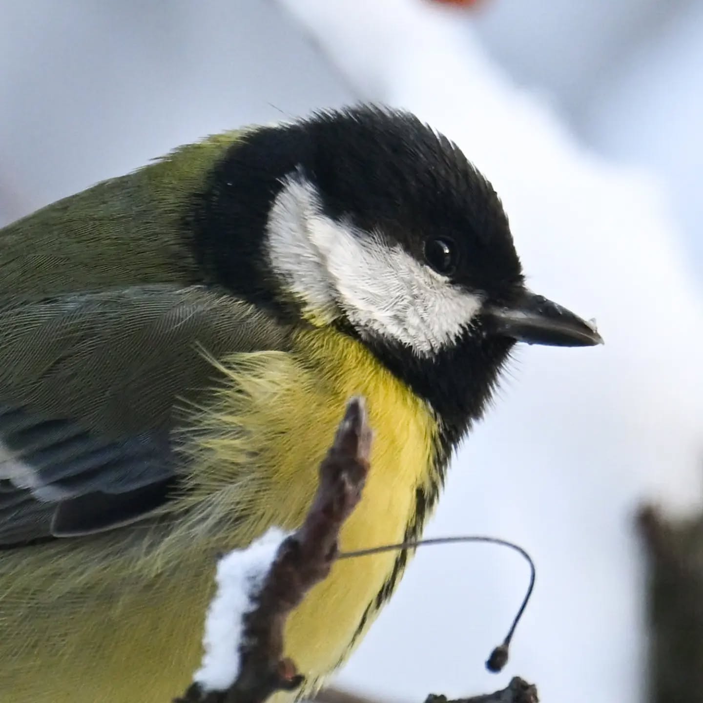 Zimowe portrety sikorki | Winter portraits of a great tit

#bogatka #ptaki #parusmajor #greattit #birds