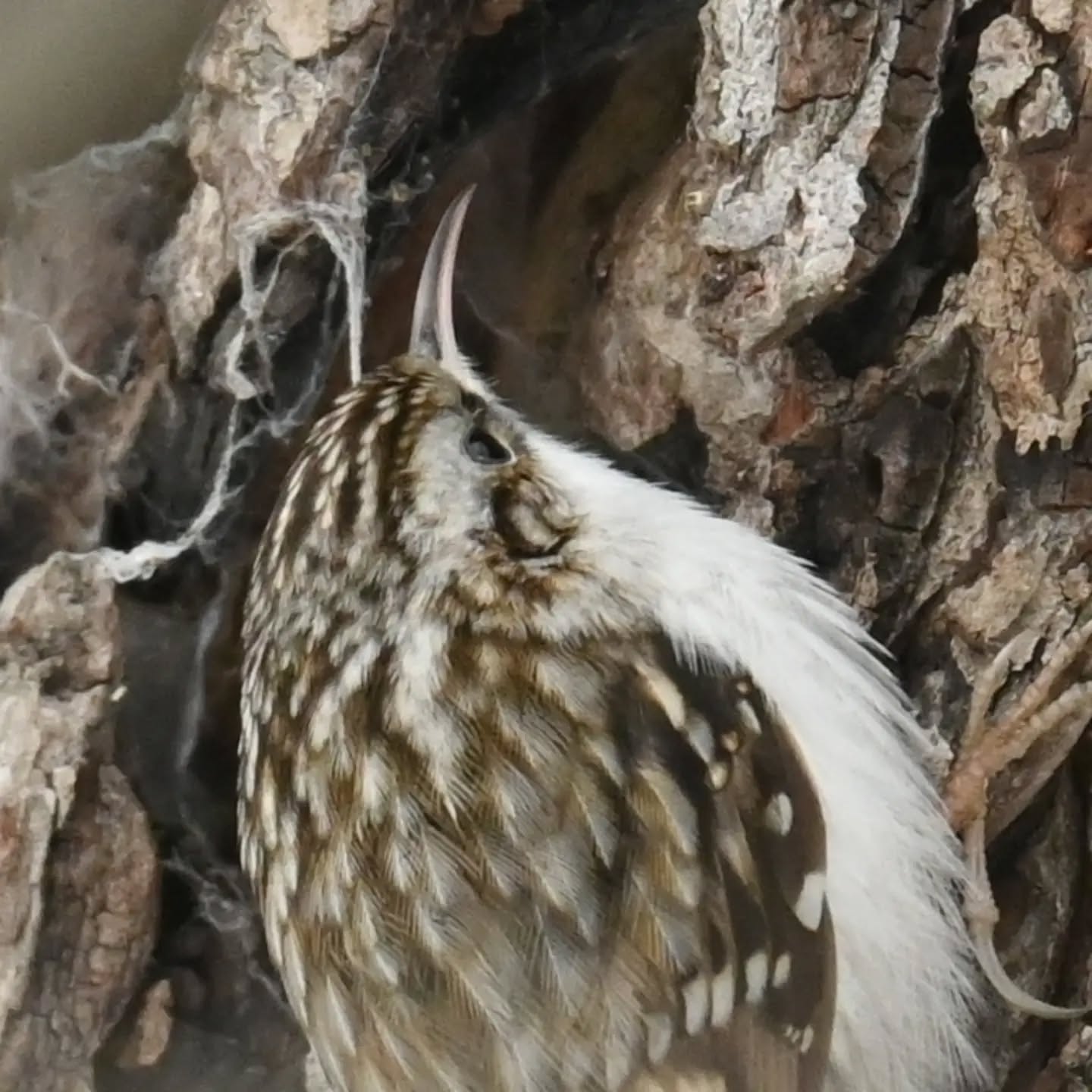 Idealny kamuflaż pełzacza

#pełzaczogrodowy #ptaki #certhiabrachydactyla #shorttoedtreecreeper #birds