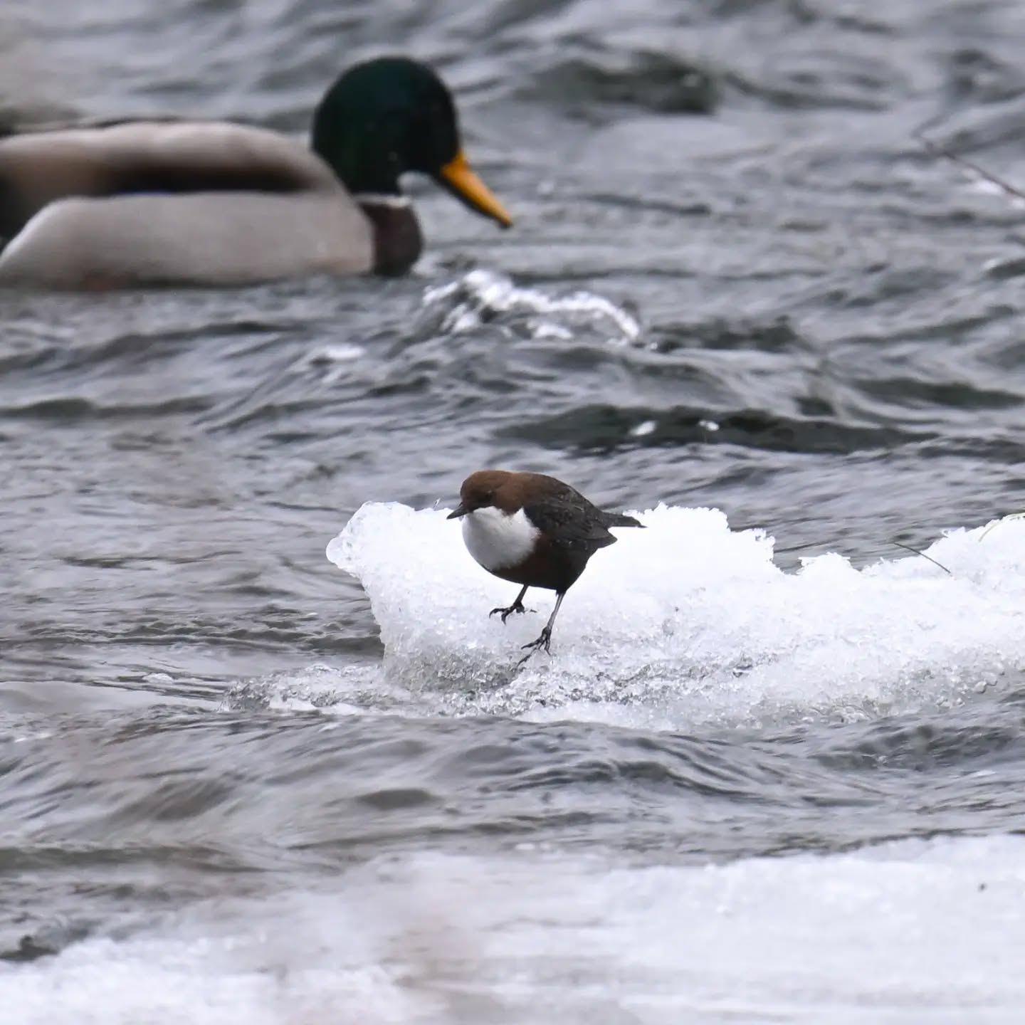 Dziś kolejne spotkanie z pluszczem, okazało się że nad Popradem w Piwnicznej jest ich co najmniej kilka. 

Zaoferował nam dziś rozrywkę - zgadywanie 