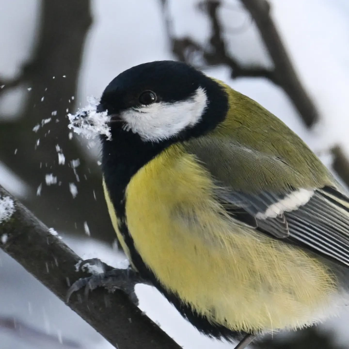 Bogatka z dziobem we śniegu | Great tit with its beak in the snow

#bogatka #sikorabogatka #parusmajor #greattit #birdsinsnow