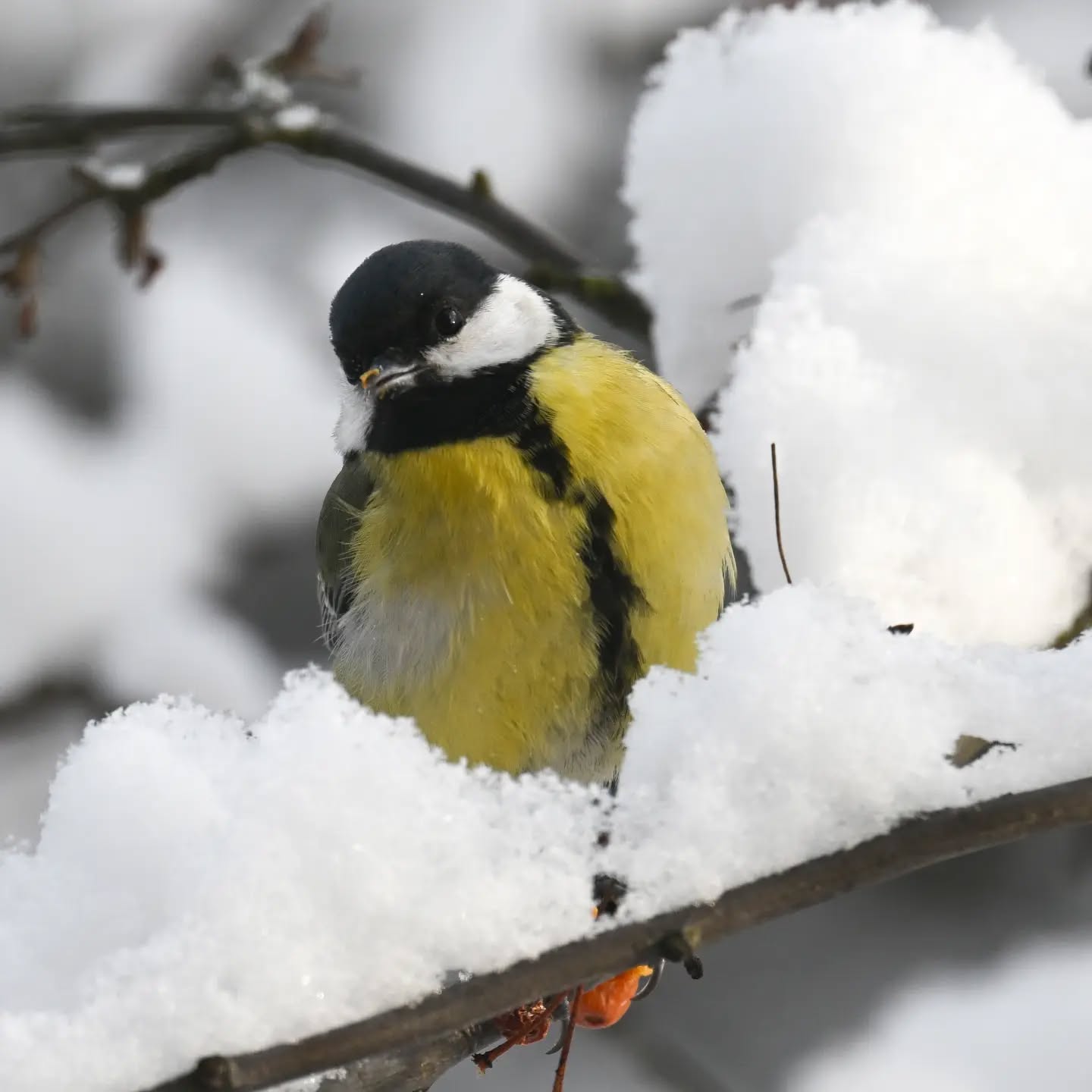 Bróbny dziób dowodem na to, że sikorka właśnie pożarła owoc jabłoni jagodowej 

#sikorabogatka #bogatka #parusmajor #greattit #birds