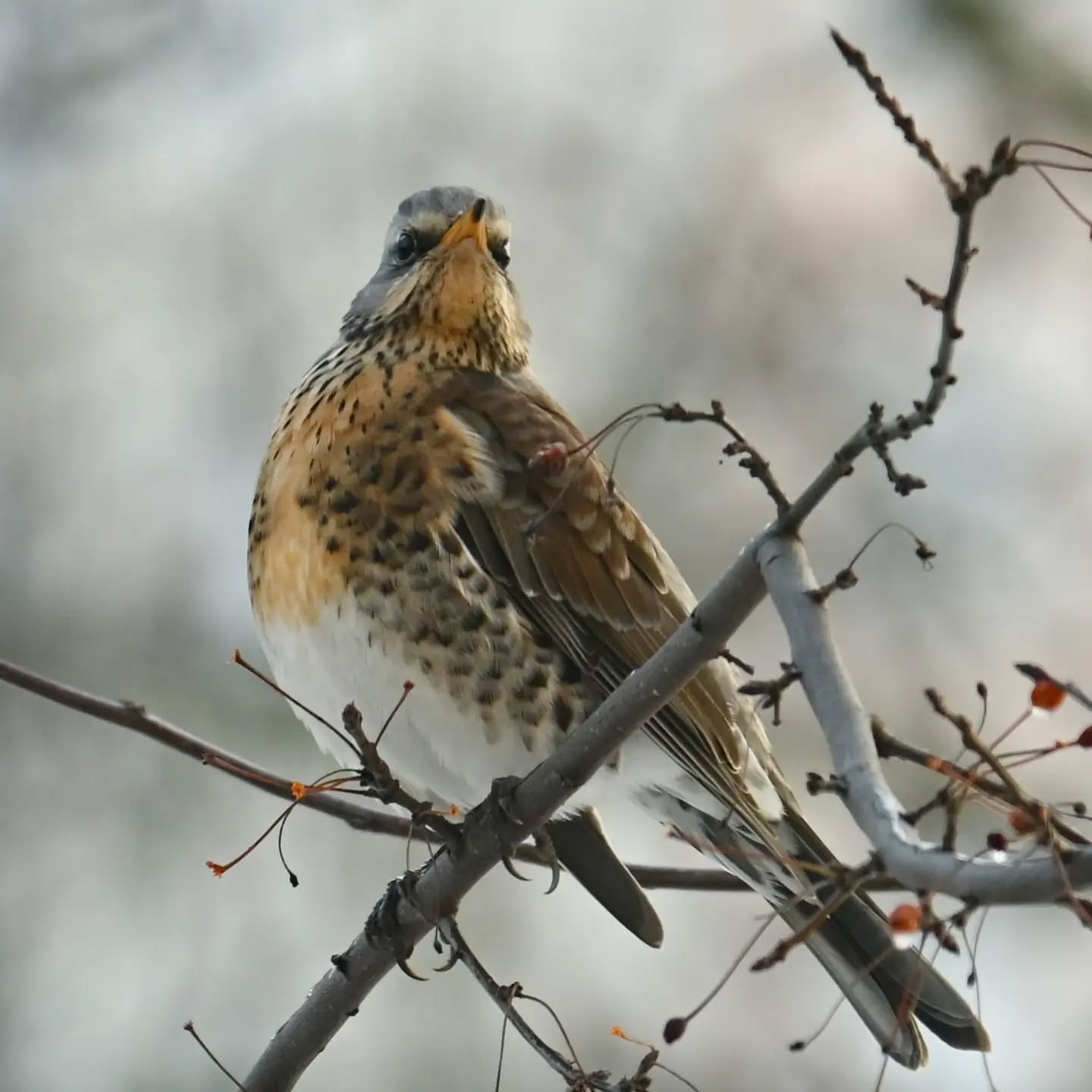 Kwiczoł, który przylatuje na nasze podwórko na owoce jabłoni jagodowej.

The fieldfare that comes to our courtyard for the siberian crab apple fruit.

#kwiczoł #ptaki #turduspilaris #fieldfare #birds