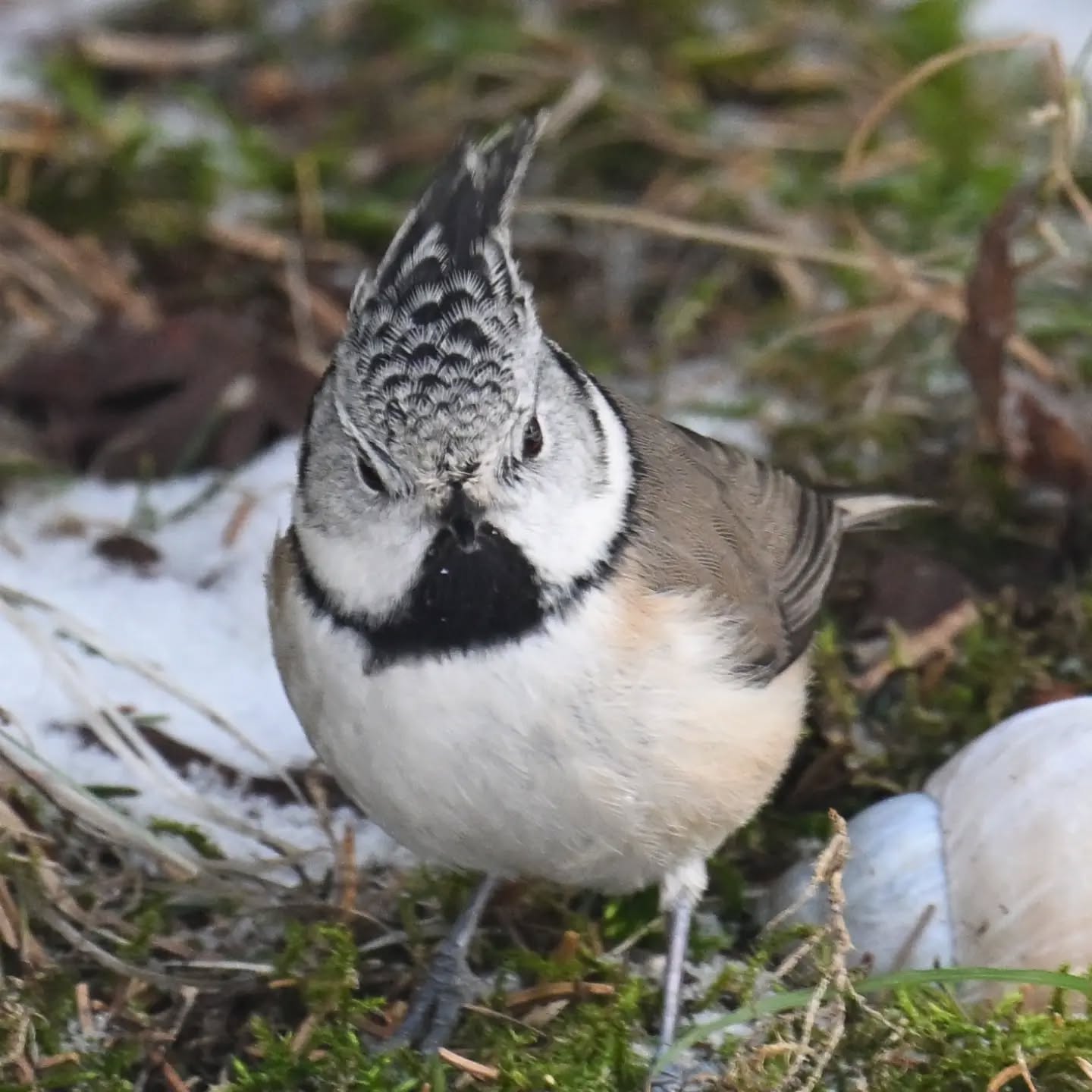 Sikorka czubatka z górskiej polany | Crested tit from a mountain meadow

#sikorkaczubatka #ptaki #lophophanescristatus #crestedtit #birds