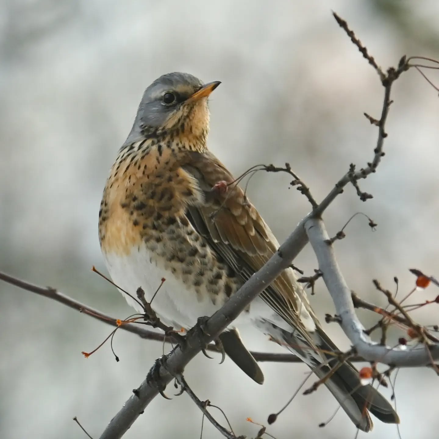 Kwiczoł, który przylatuje na nasze podwórko na owoce jabłoni jagodowej.

The fieldfare that comes to our courtyard for the siberian crab apple fruit.

#kwiczoł #ptaki #turduspilaris #fieldfare #birds