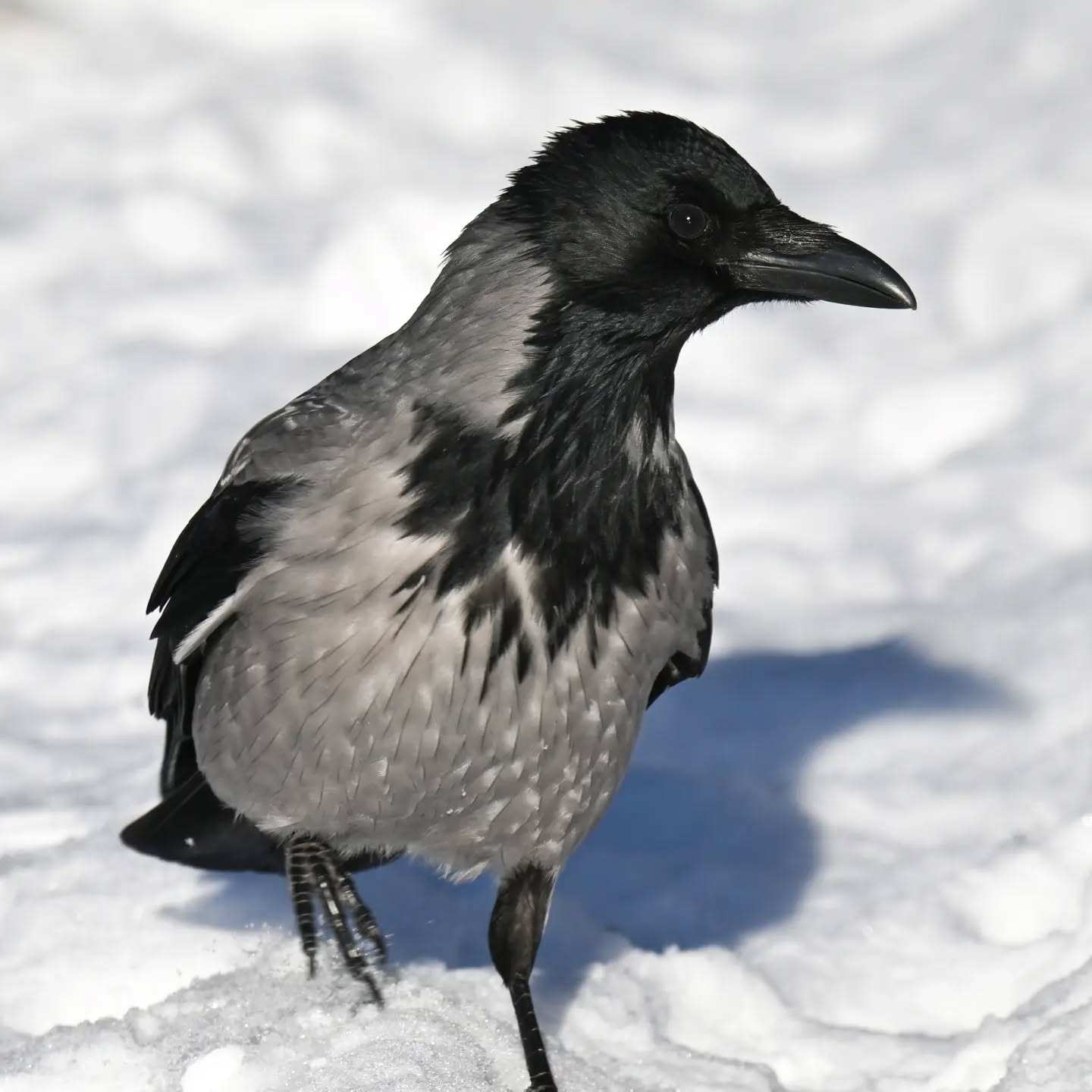 Czujne spojrzenie czy zaufać człowiekowi i bieg po orzecha | A watchful eye: to trust or not to trust? And then, a sprint for the nut

#wronasiwa #ptakizimą #corvuscorone #hoodedcrow #birdsinsnow