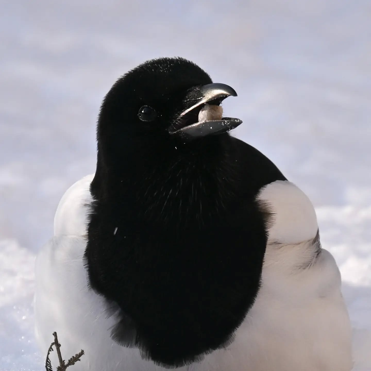 Sroka za zdobyczą w dziobie (prawdopodobnie kawałkiem tłuszczu z któregoś z walców tłuszczowych w okolicy) | Magpie with a catch – likely a bit of suet from a local fat ball

#sroka #ptakizimą #picapica #magpie #birdsinsnow