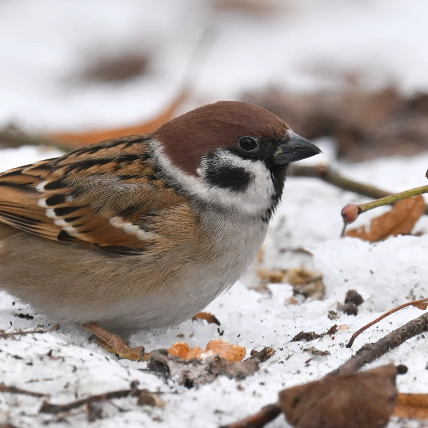 Mazurki z Parku Skaryszewskiego i ich mikroświat | Tree sparrows of Skaryszewski Park and their micro-world

#mazurek #ptakizimą #passermontanus #treesparrow #birdsinsnow