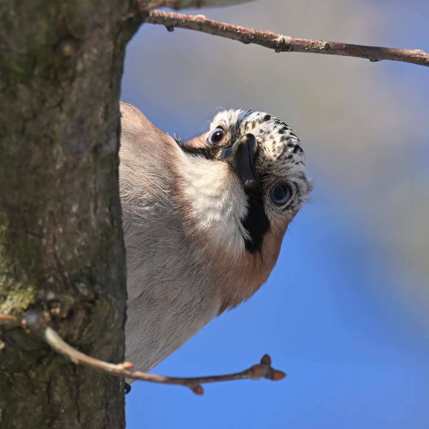 Dzień dobry, tu sójka, masz orzecha? | Hello, Jay here, got any nuts?

#sójka #ptakizimą #garrulusglandarius #eurasianjay #winterbirds