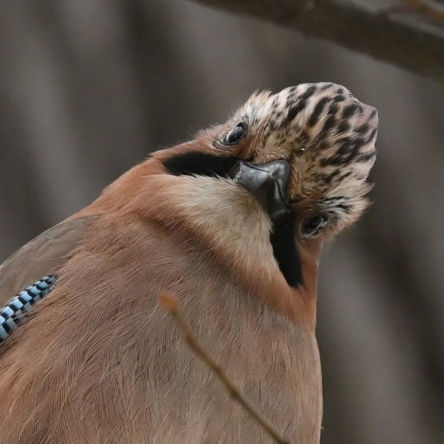Jedno z nas próbowało nawiązać znajomość ze sójką, w tym czasie drugie miało możliwość ją na spokojnie sportretować 😁 | One of us was trying to befriend a jay, while the other had a chance to capture a portrait.

#sójka #ptaki #garrulusglandarius #eurasianjay #birds