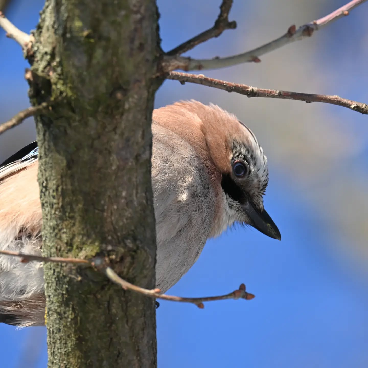Dzień dobry, tu sójka, masz orzecha? | Hello, Jay here, got any nuts?

#sójka #ptakizimą #garrulusglandarius #eurasianjay #winterbirds